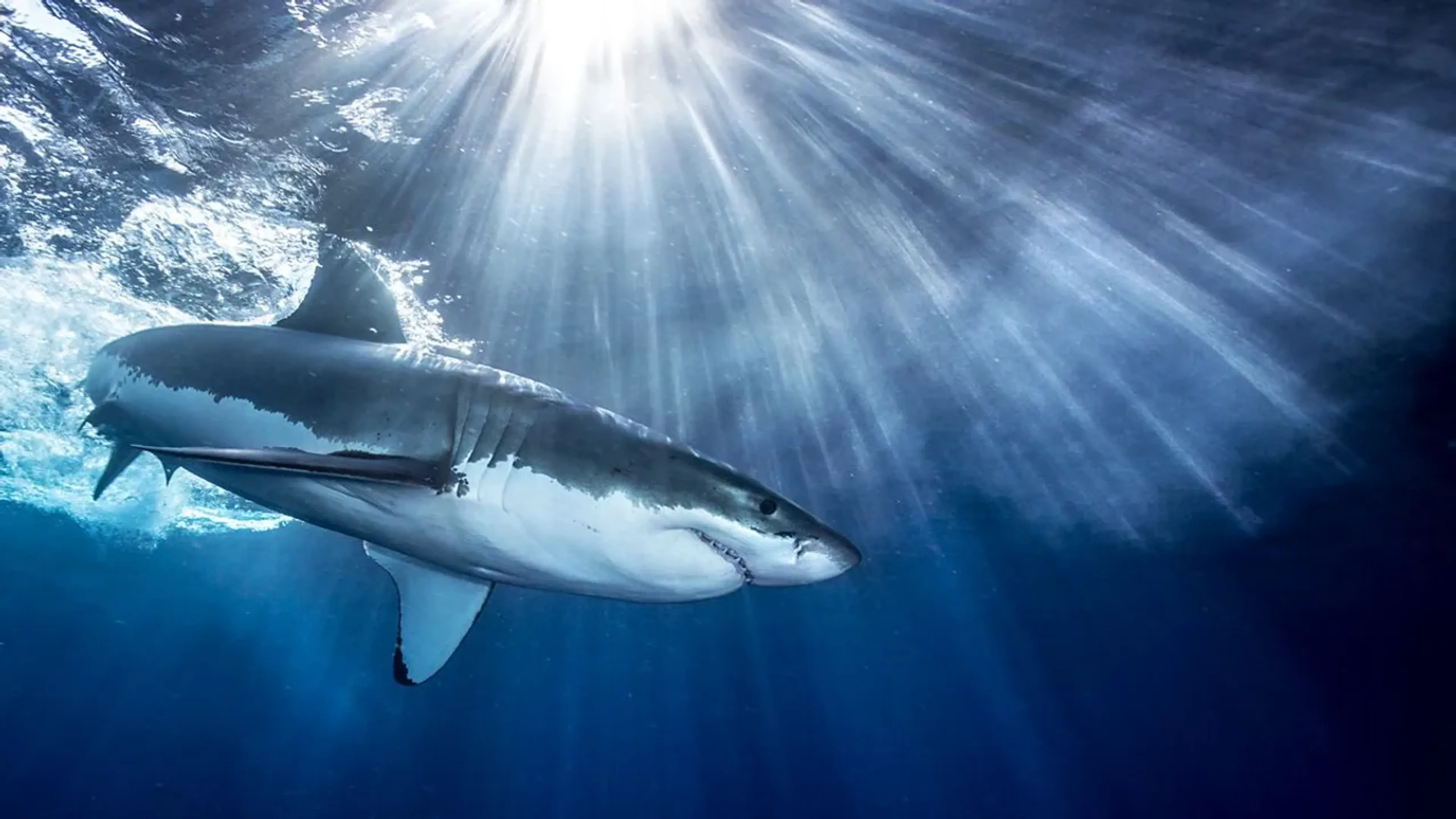 5-documentaires-sur-les-oceans-a-l-impact-positif