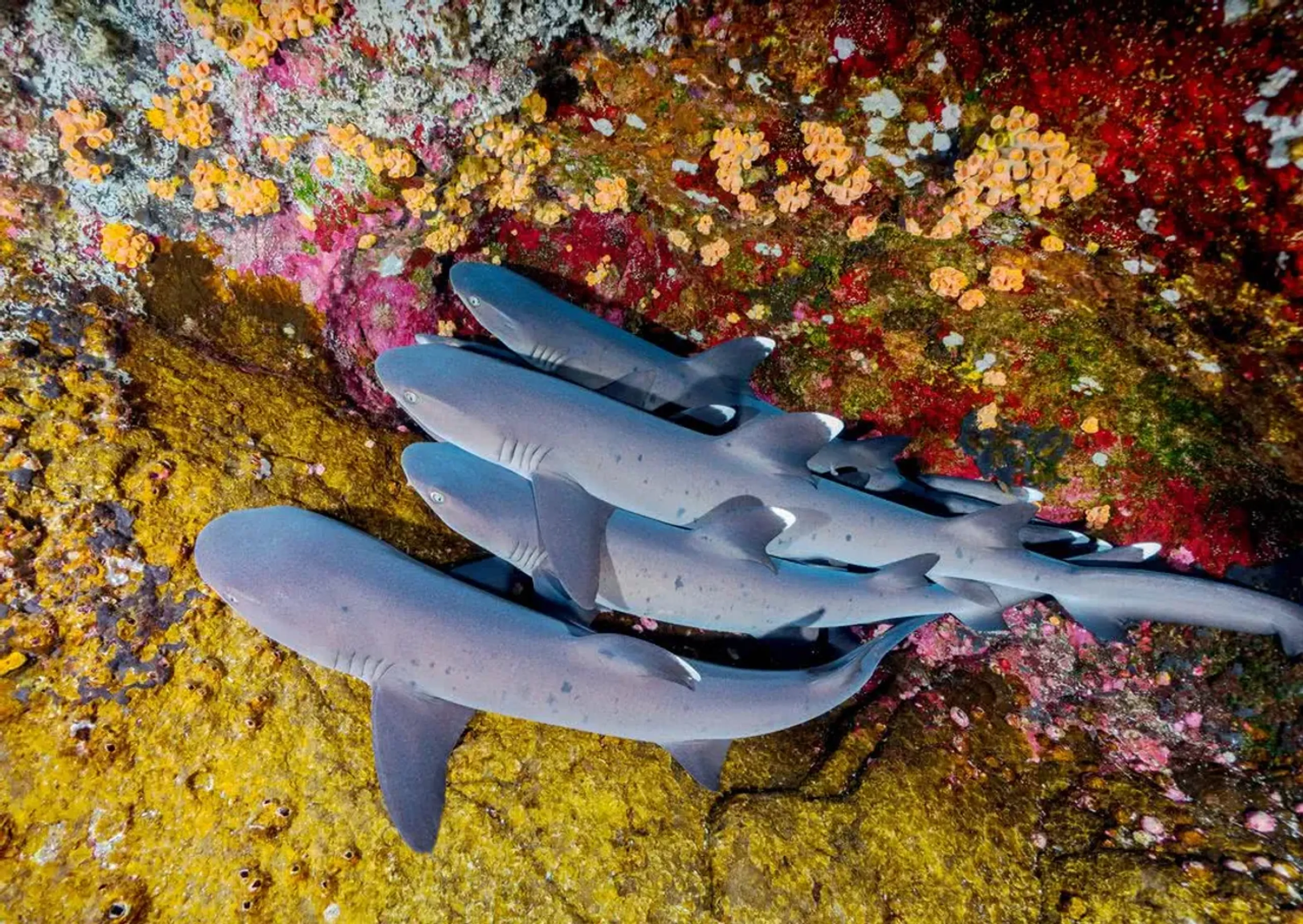 les-meilleurs-spots-pour-plonger-avec-des-requins