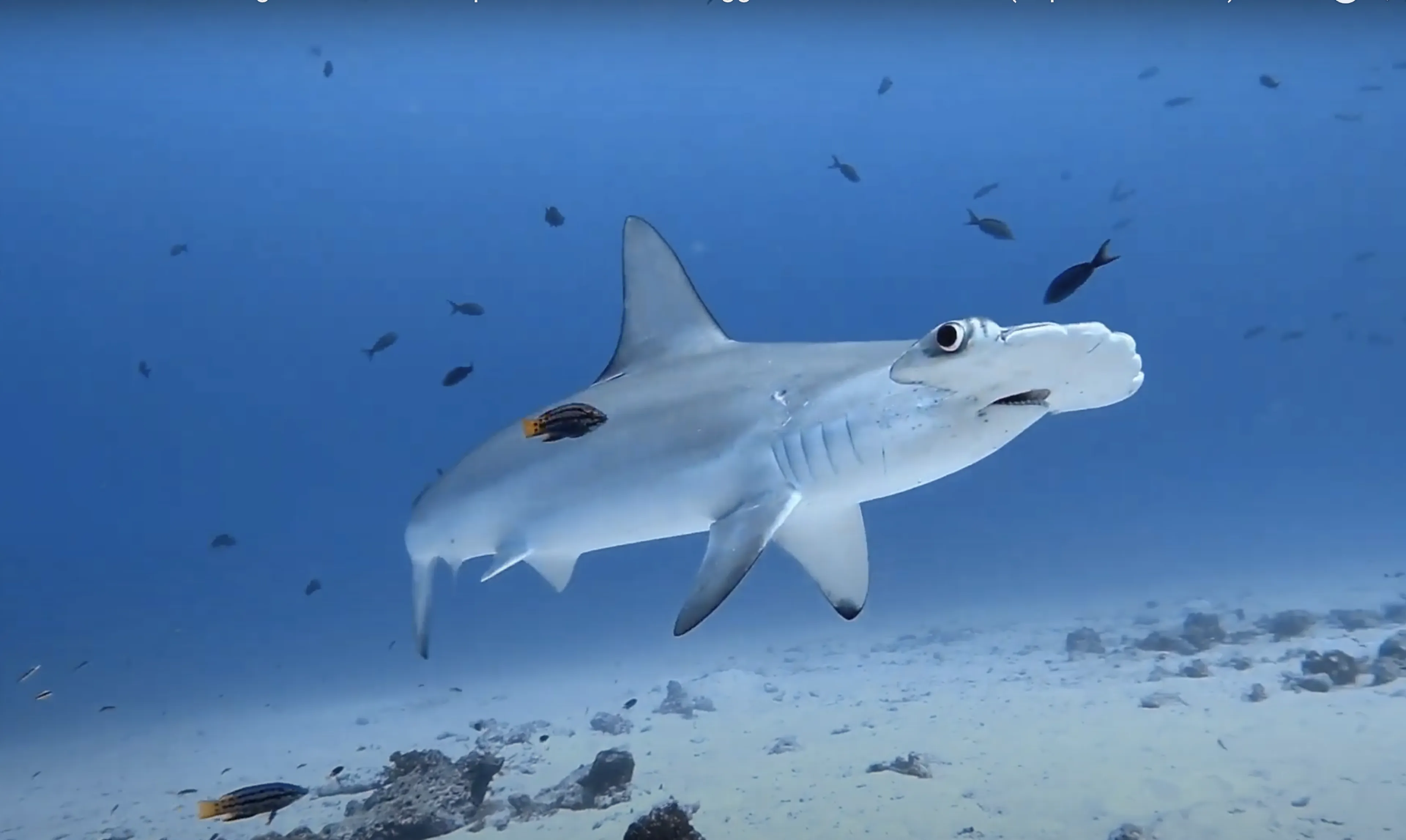 plonger-ile-cocos-vs-galapagos-tout-ce-que-vous-devez-savoir