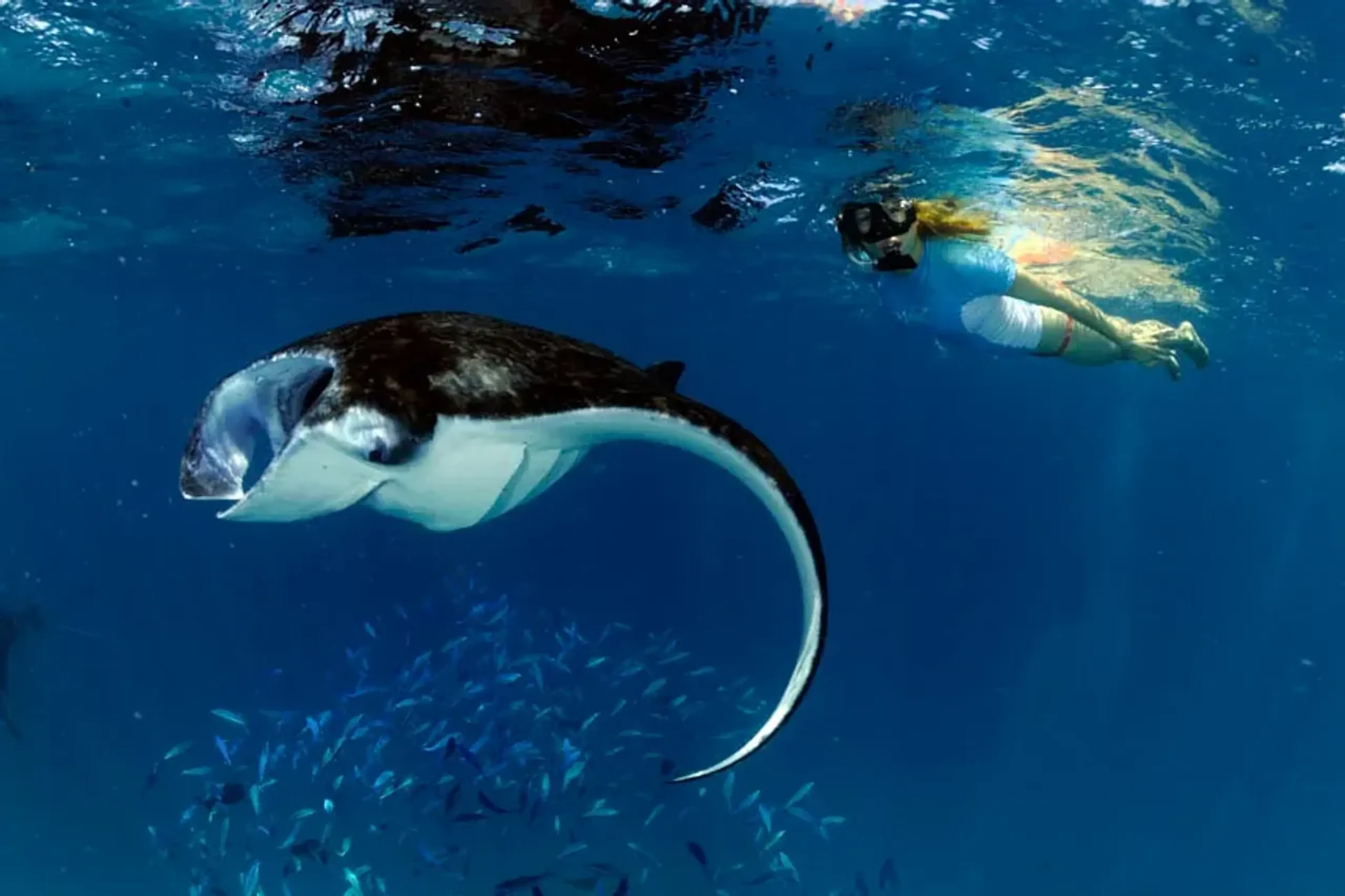 plonger-raies-manta-oceaniques