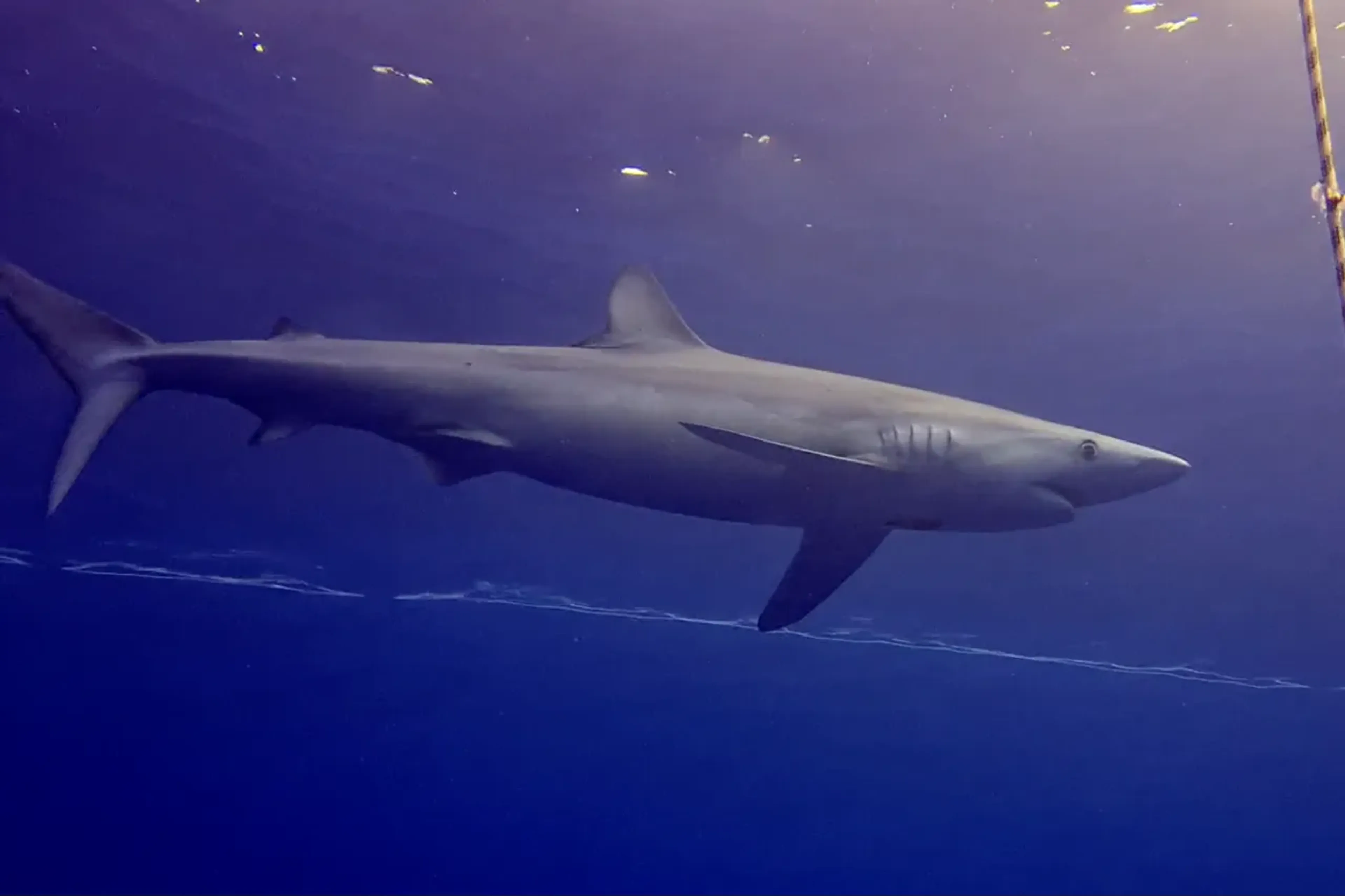 plonger-requin-bleu-acores