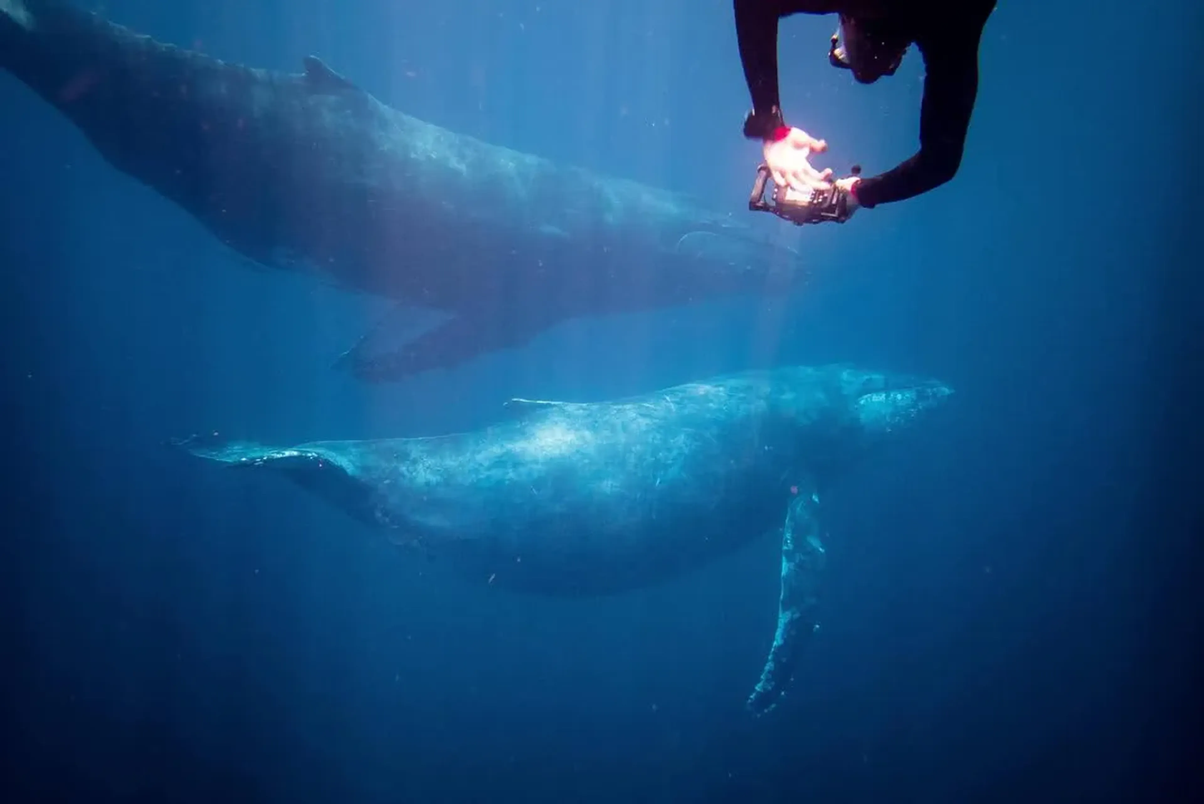 calendrier-des-baleines-a-bosse-ou-et-quand-nager-avec-elles