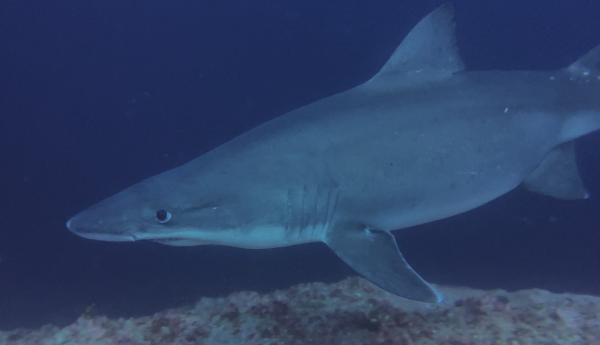 ferox shark in Malpelo