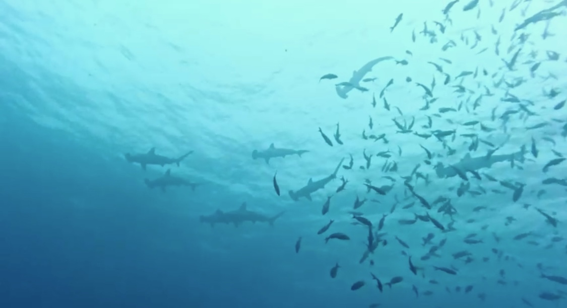 hammerhead sharks in Malpelo