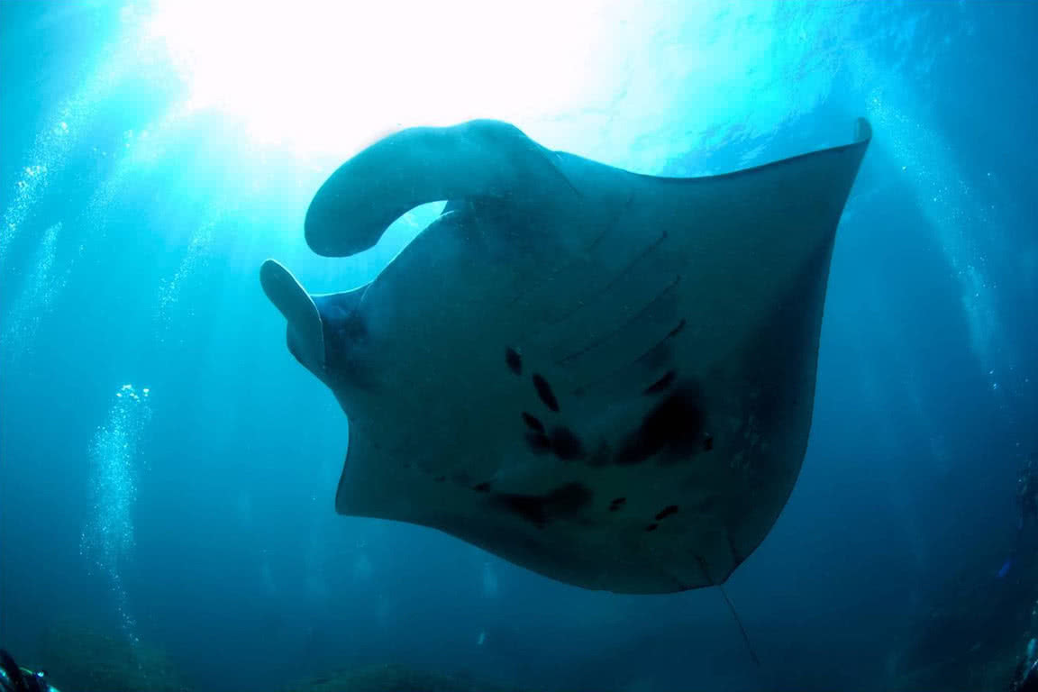 penida