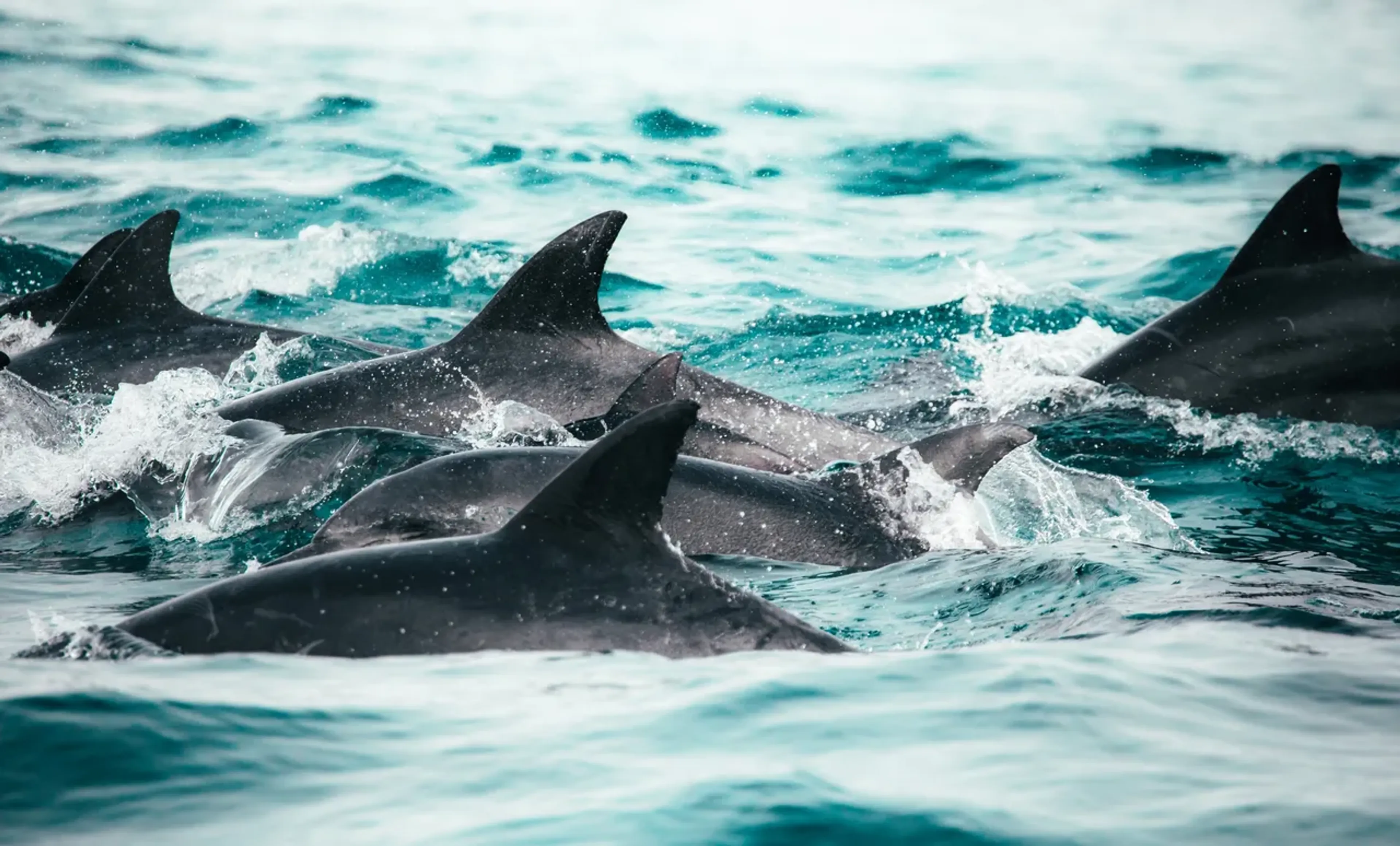documentaires-ocean-2019-2020