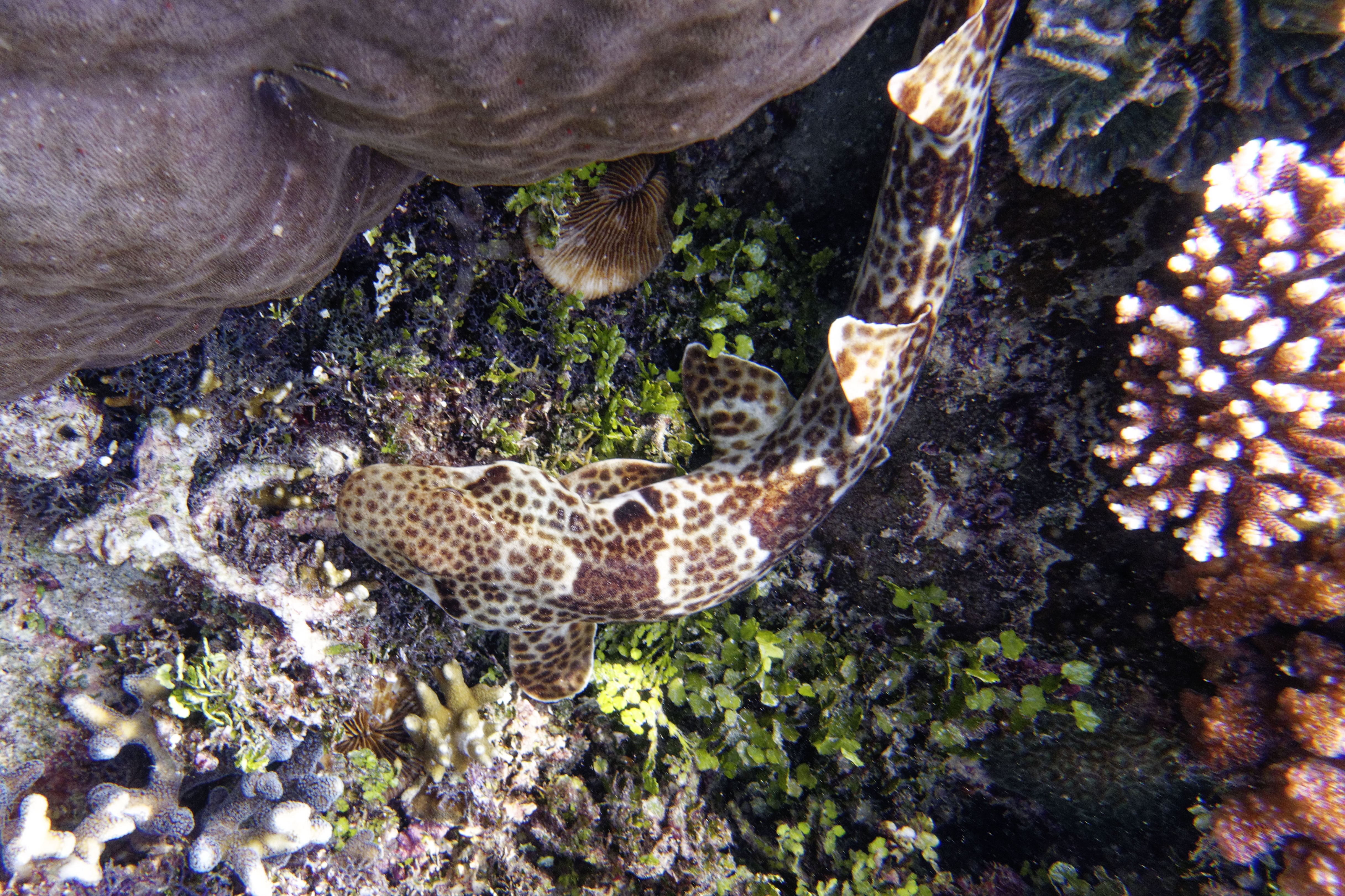 epaulette shark in raja ampat
