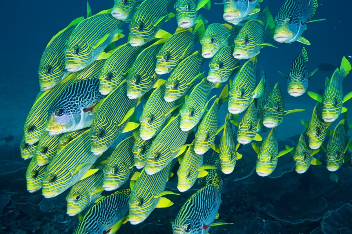 fish species in Raja Ampat