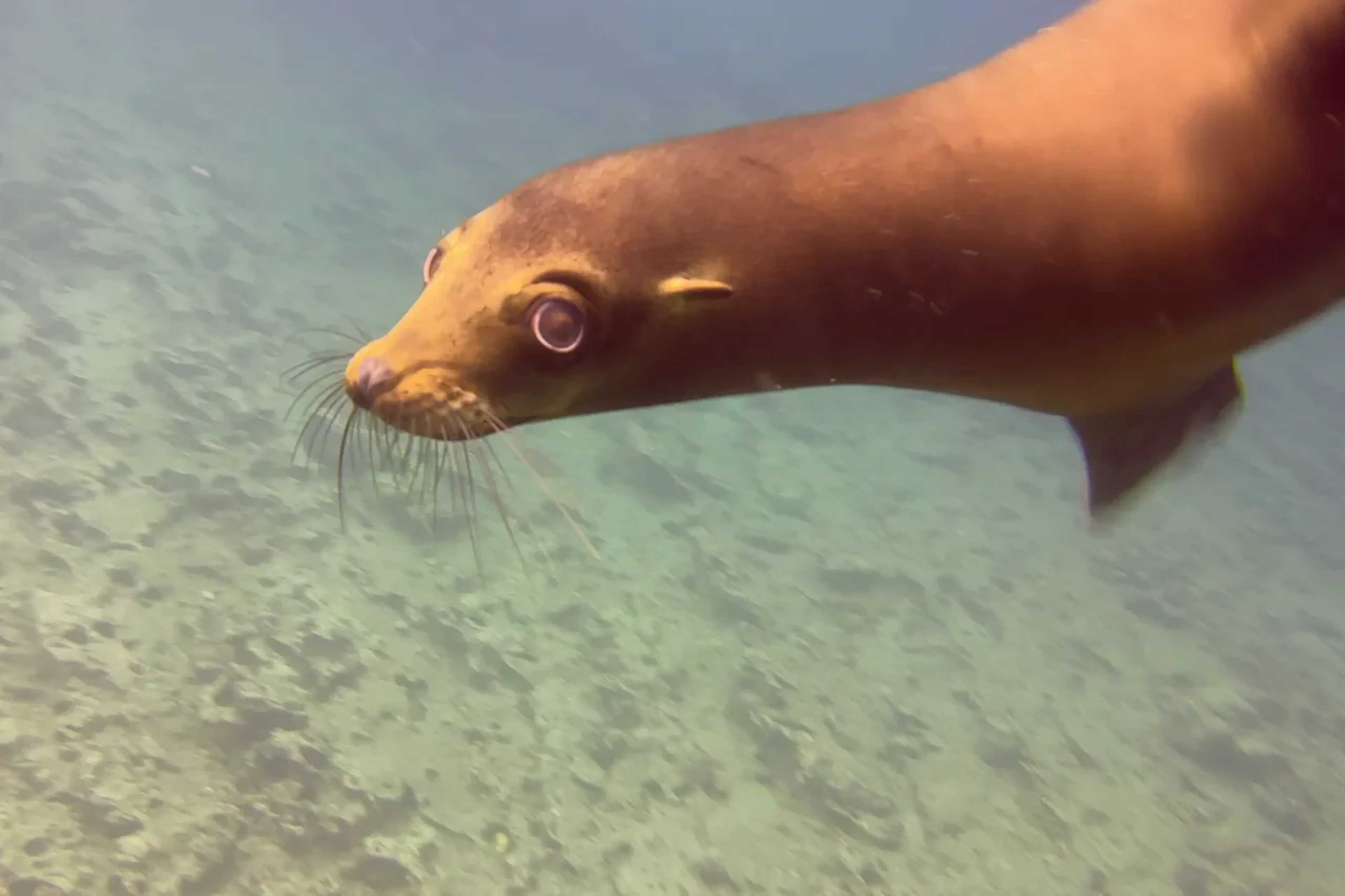 plonger-galapagos-tout-ce-que-vous-devez-savoir