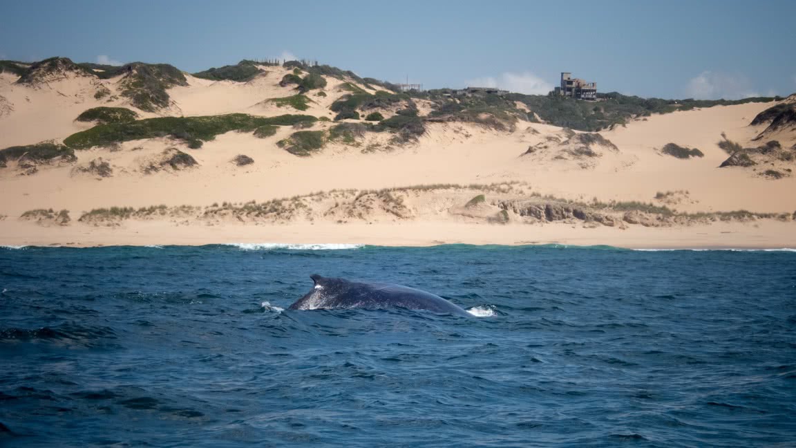 humpback whale surfacing
