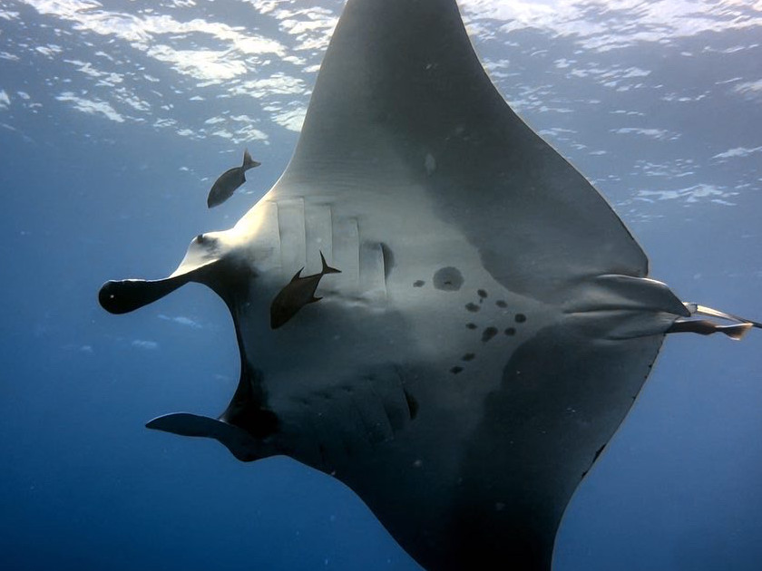 oceanic manta in socorro