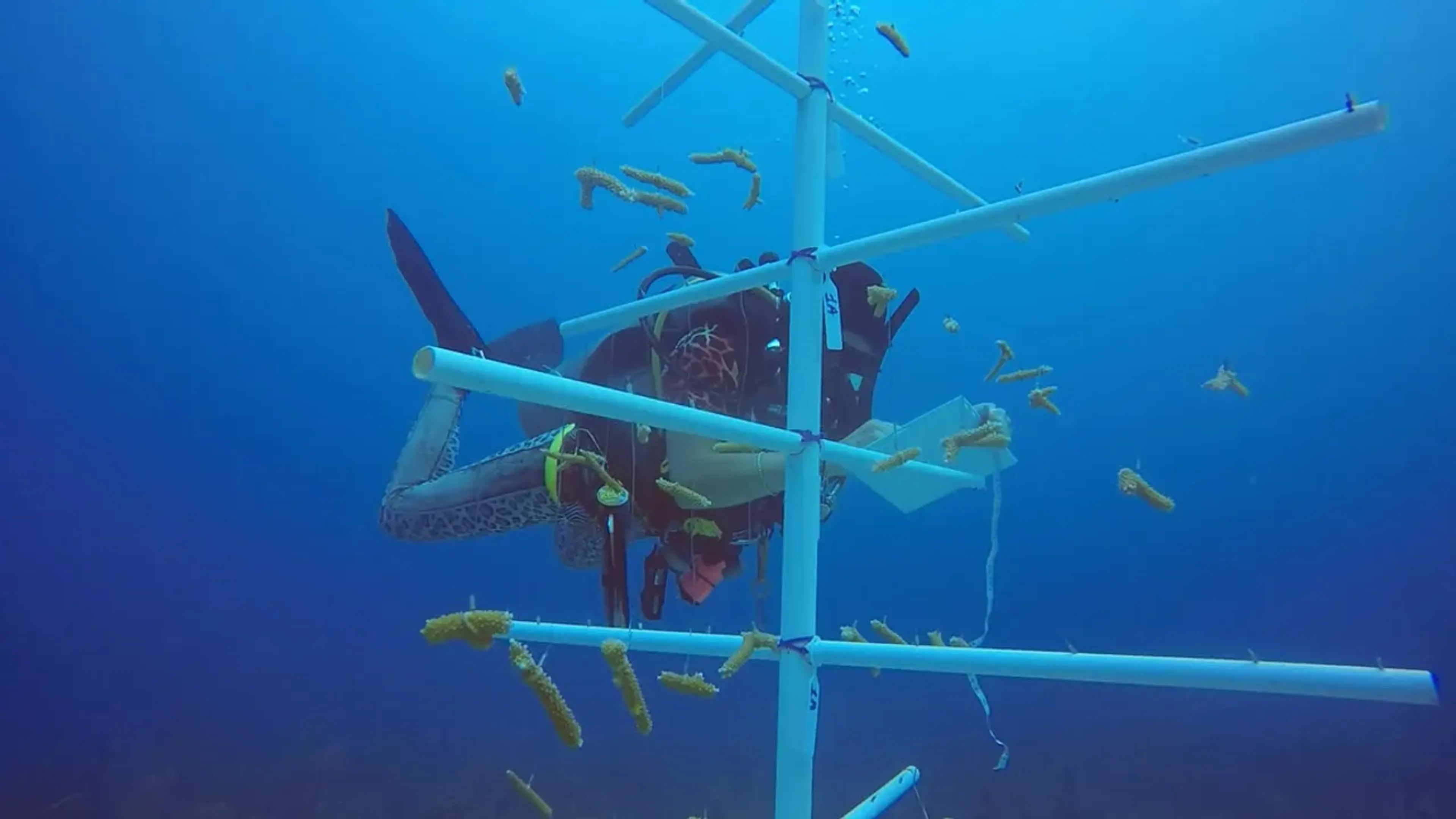 qu-est-ce-qu-une-pepiniere-de-corail