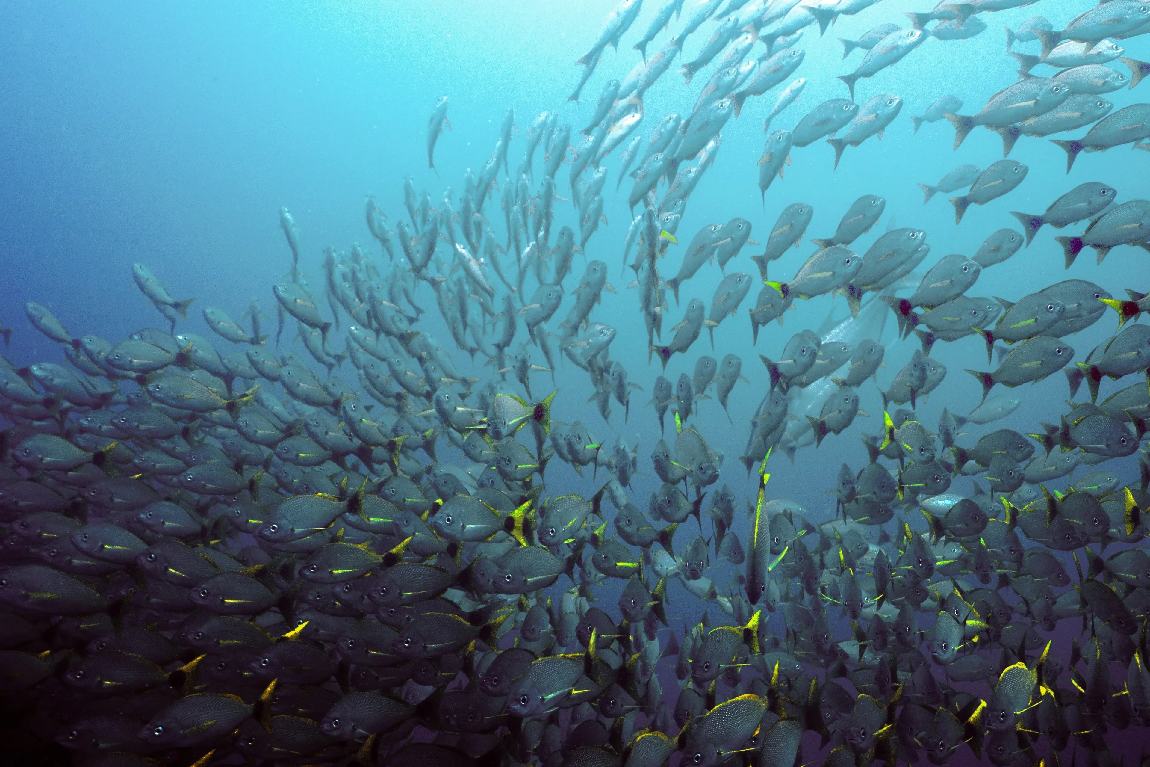 plongée à l'île cano au costa rica