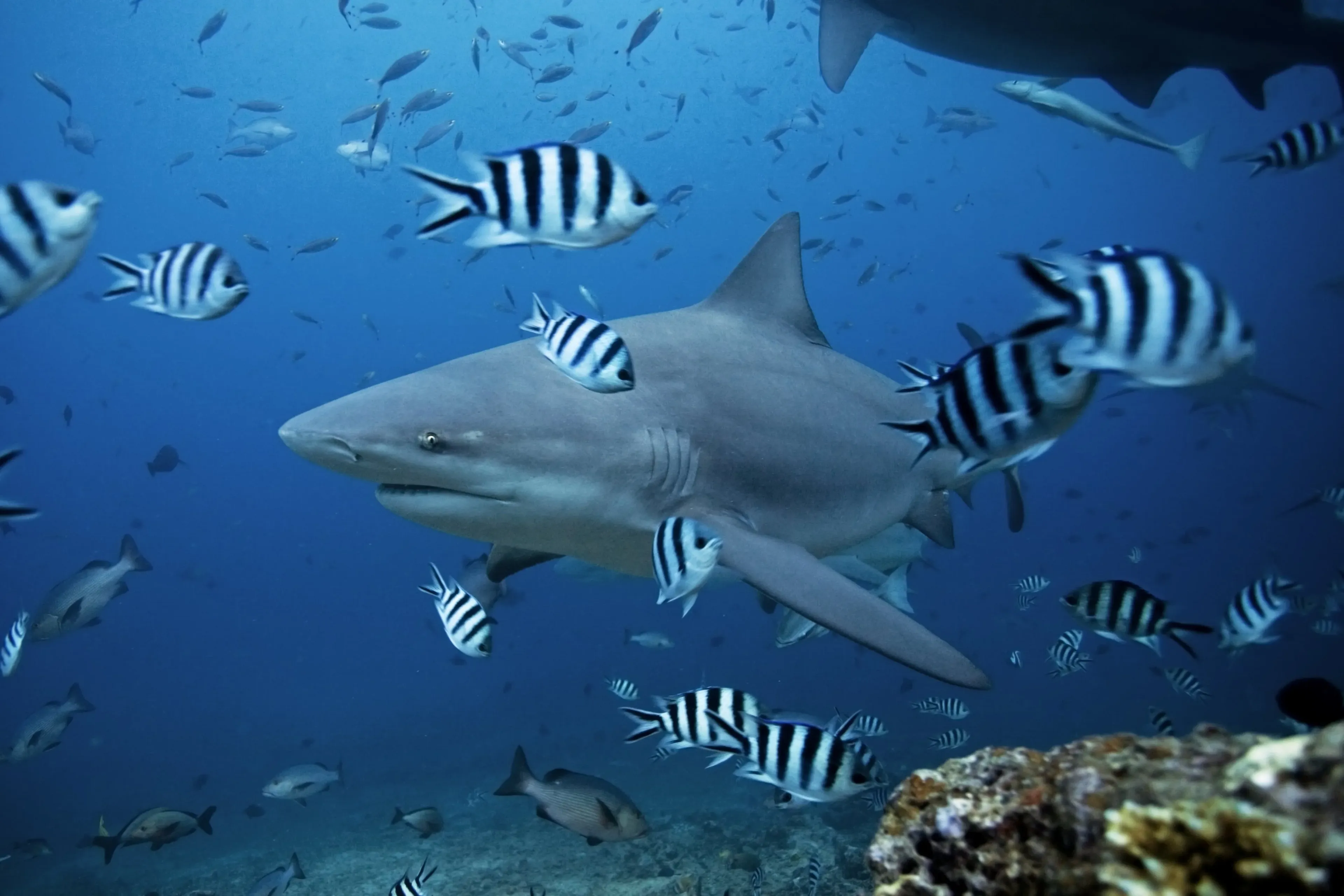 plongée avec des requins dans le lagon beqa à fidji