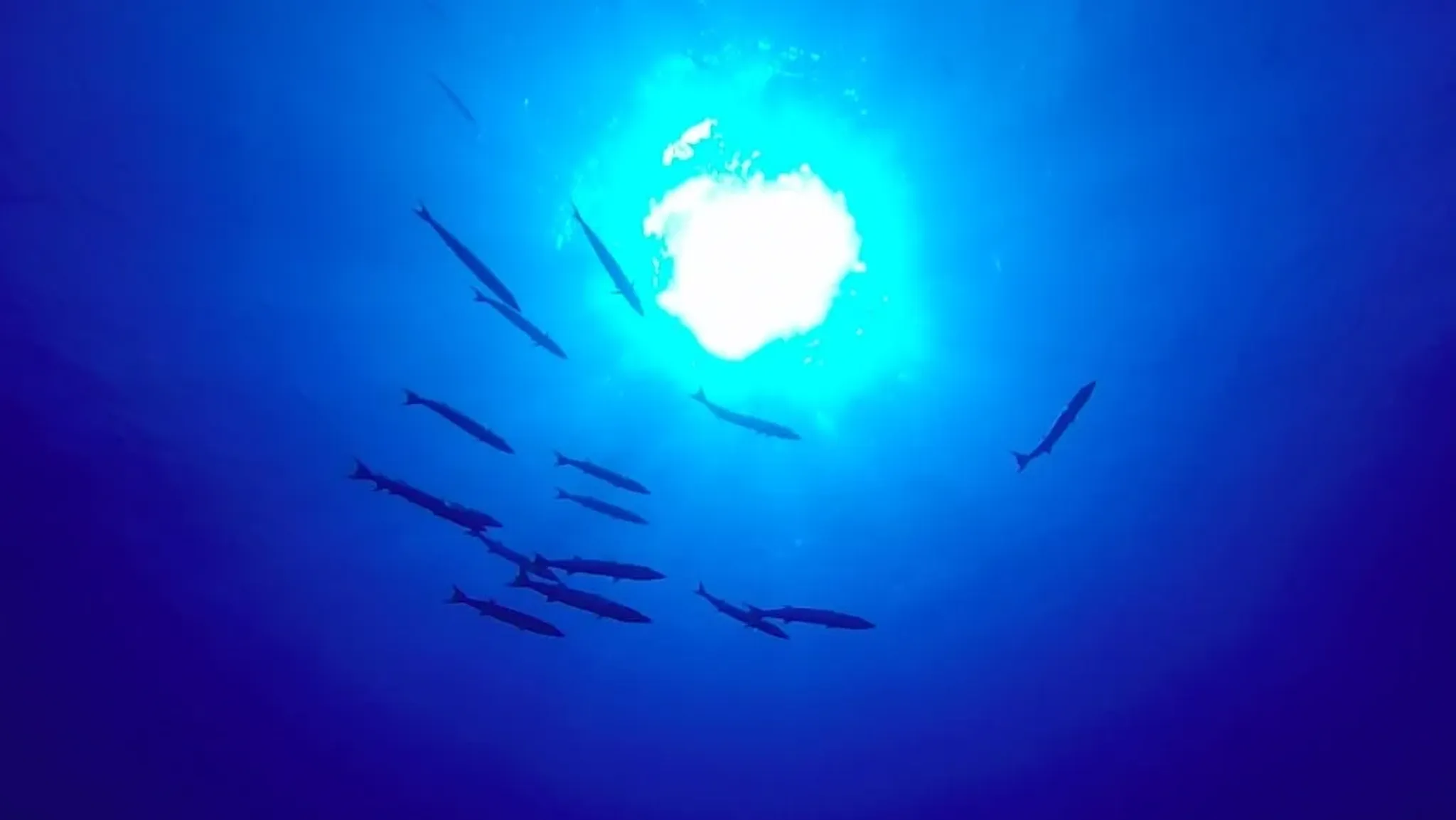 barracudas en polynésie française
