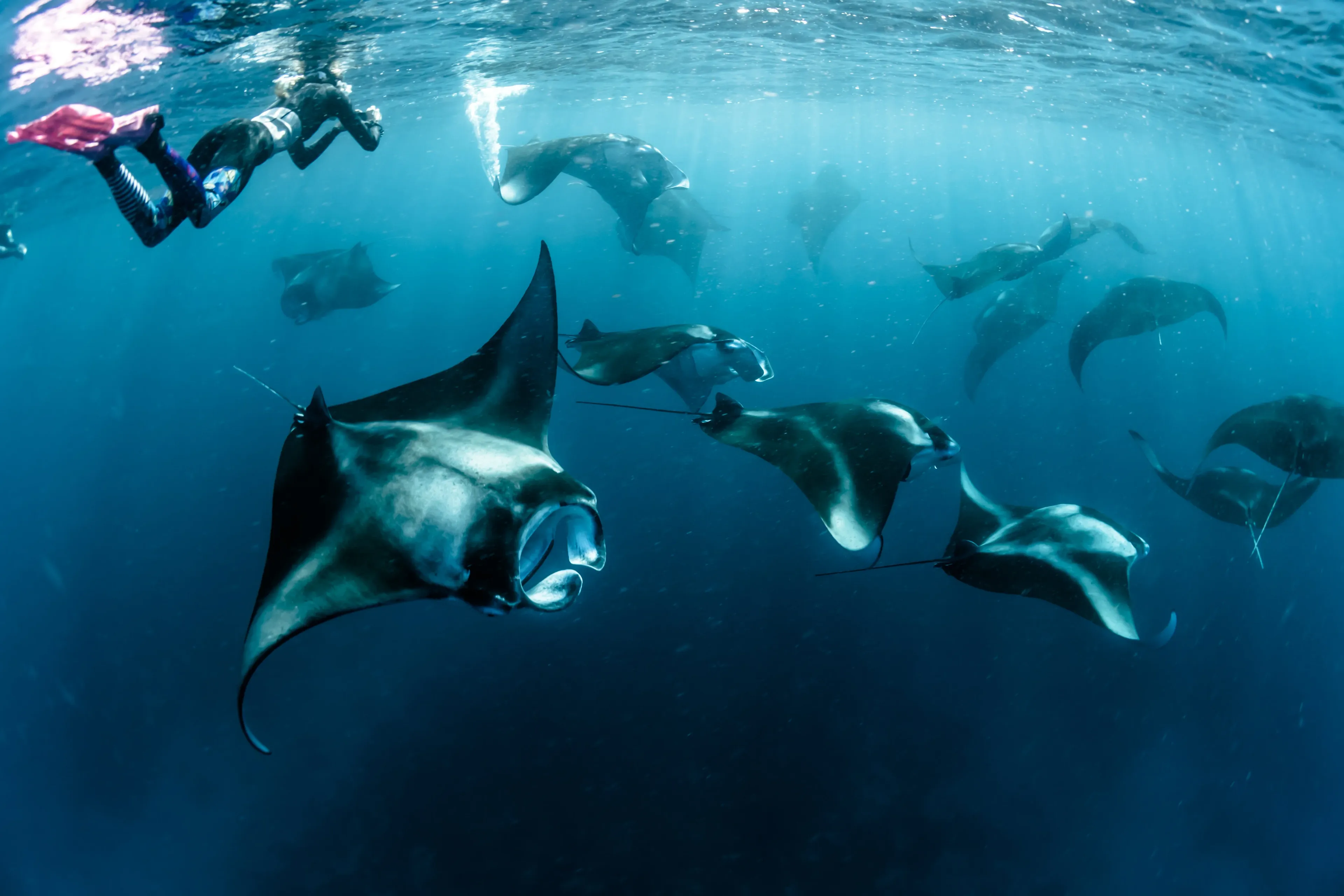 raies mantas aux maldives