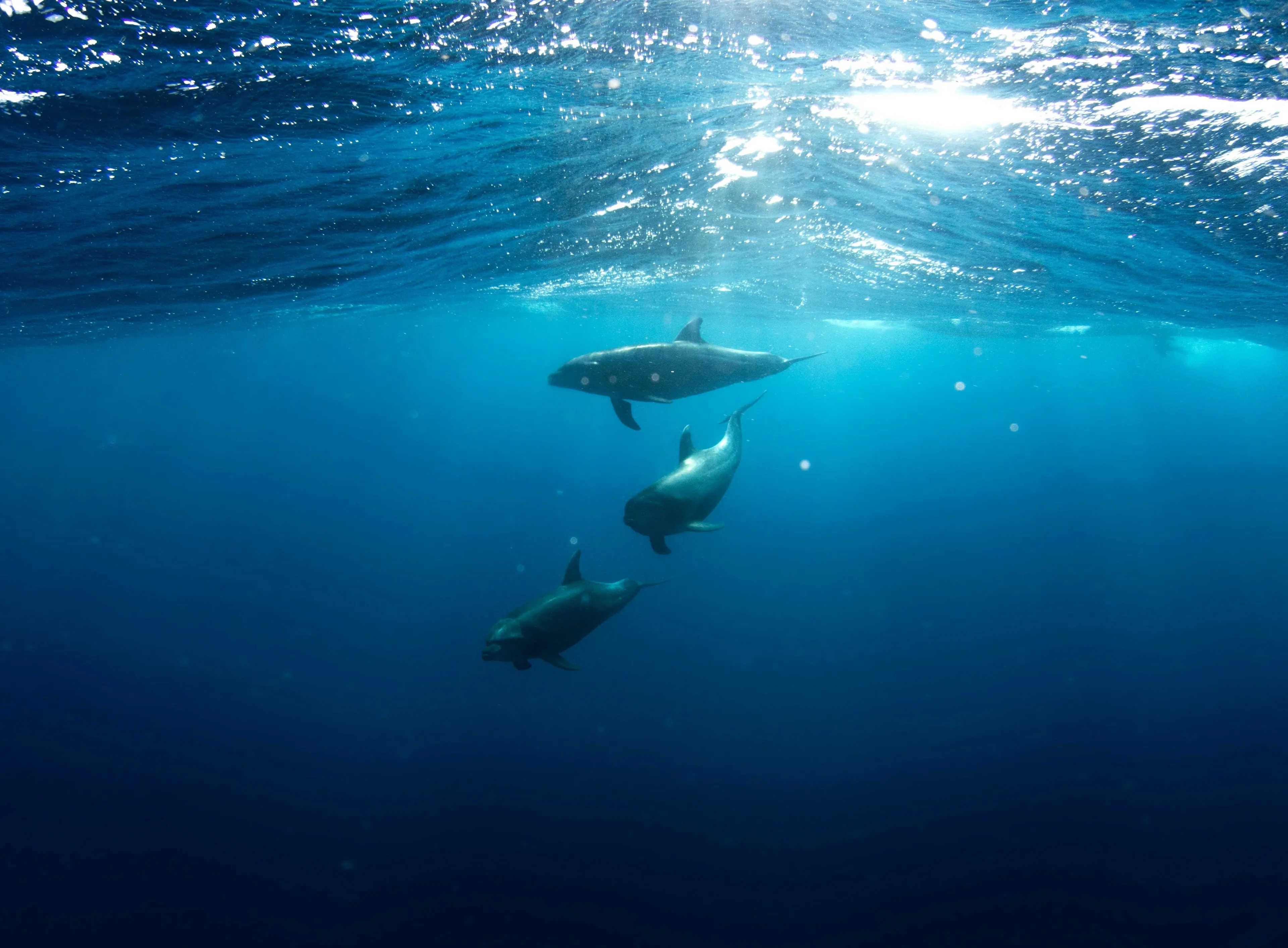 plongée avec des dolphins à socorro