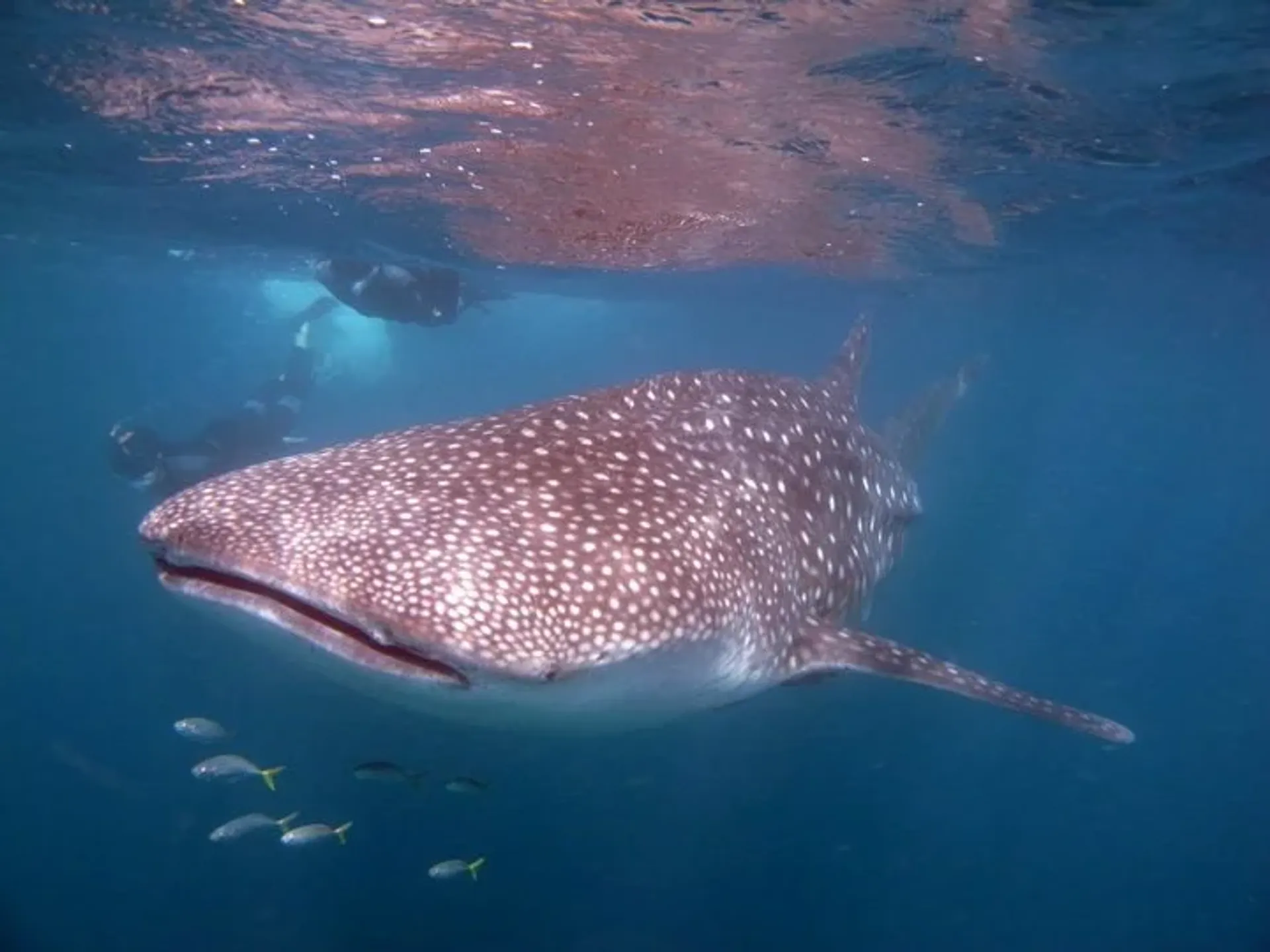 requin baleine à tofo au mozambique