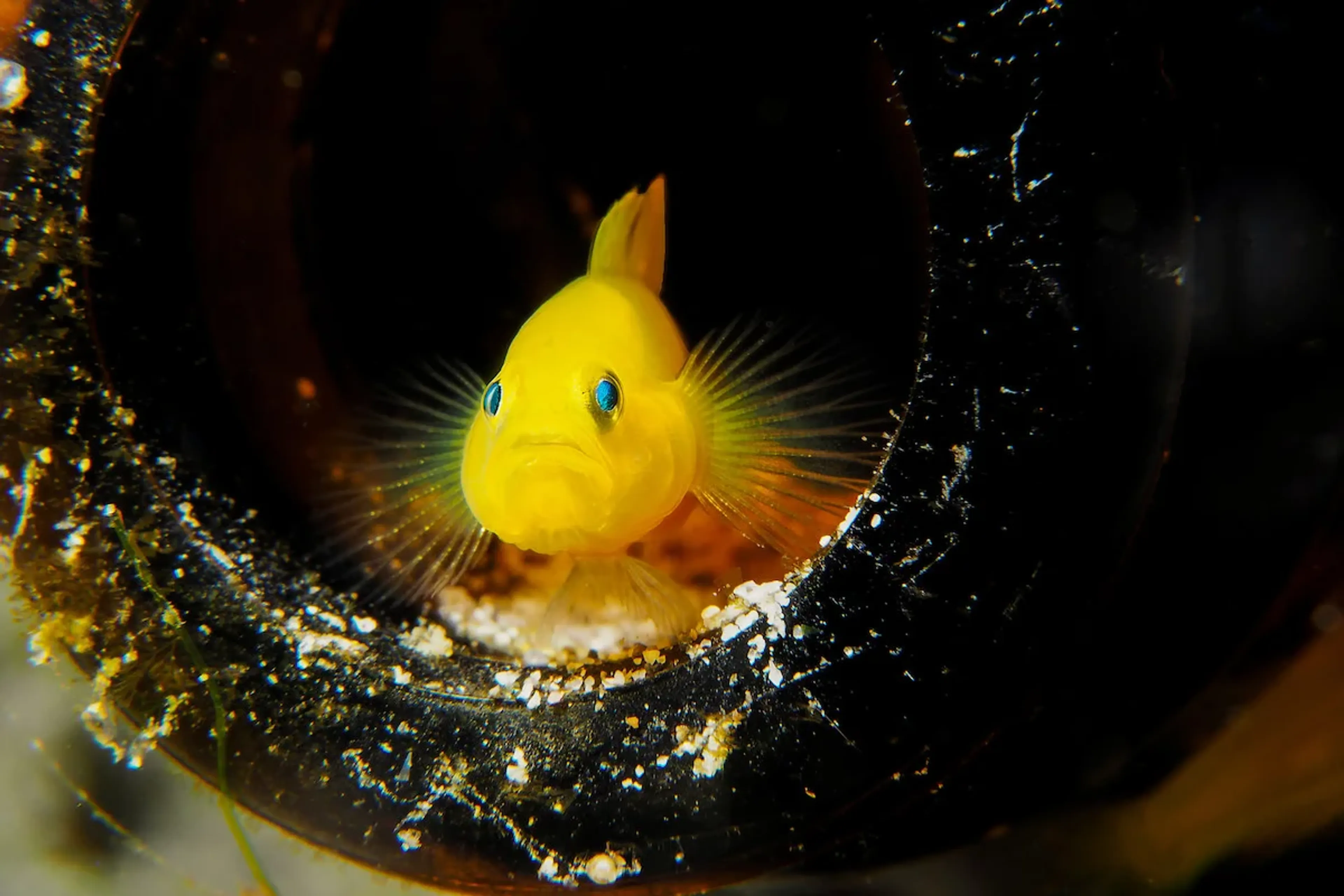 gobi jaune sur un site de plongée à anilao