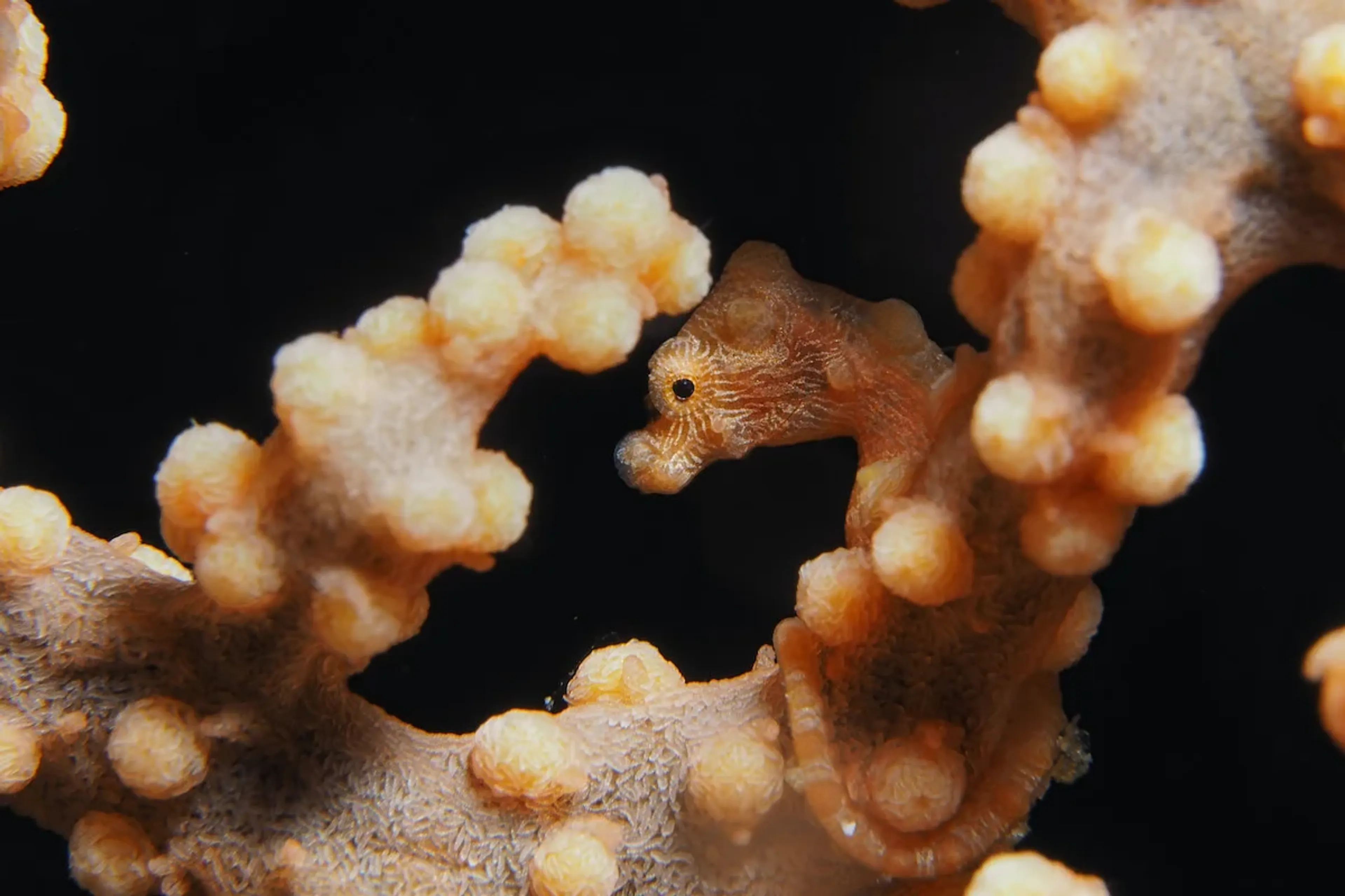 hippocampe pygmee à anilao