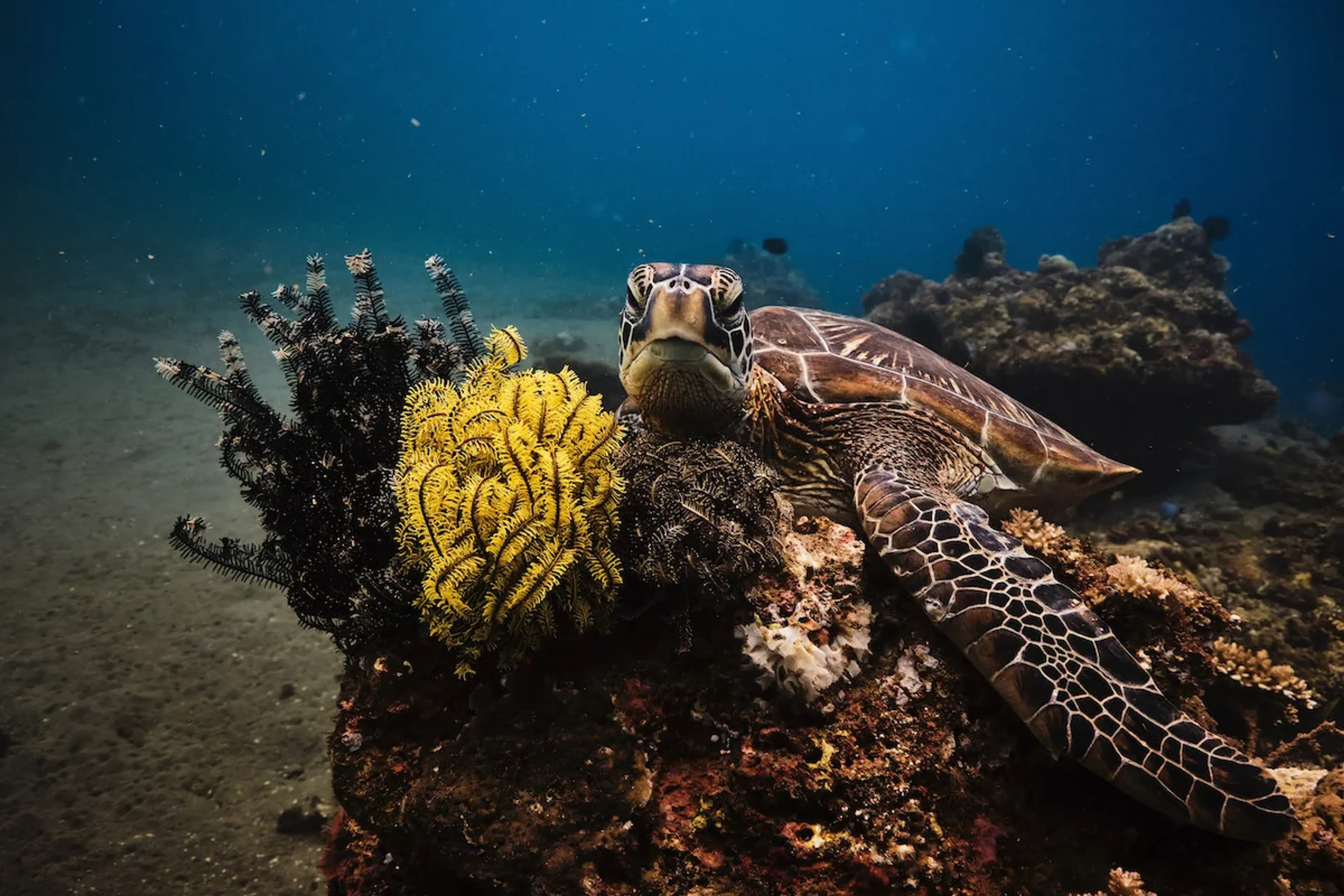 tortue sur un récif de l'île d'apo