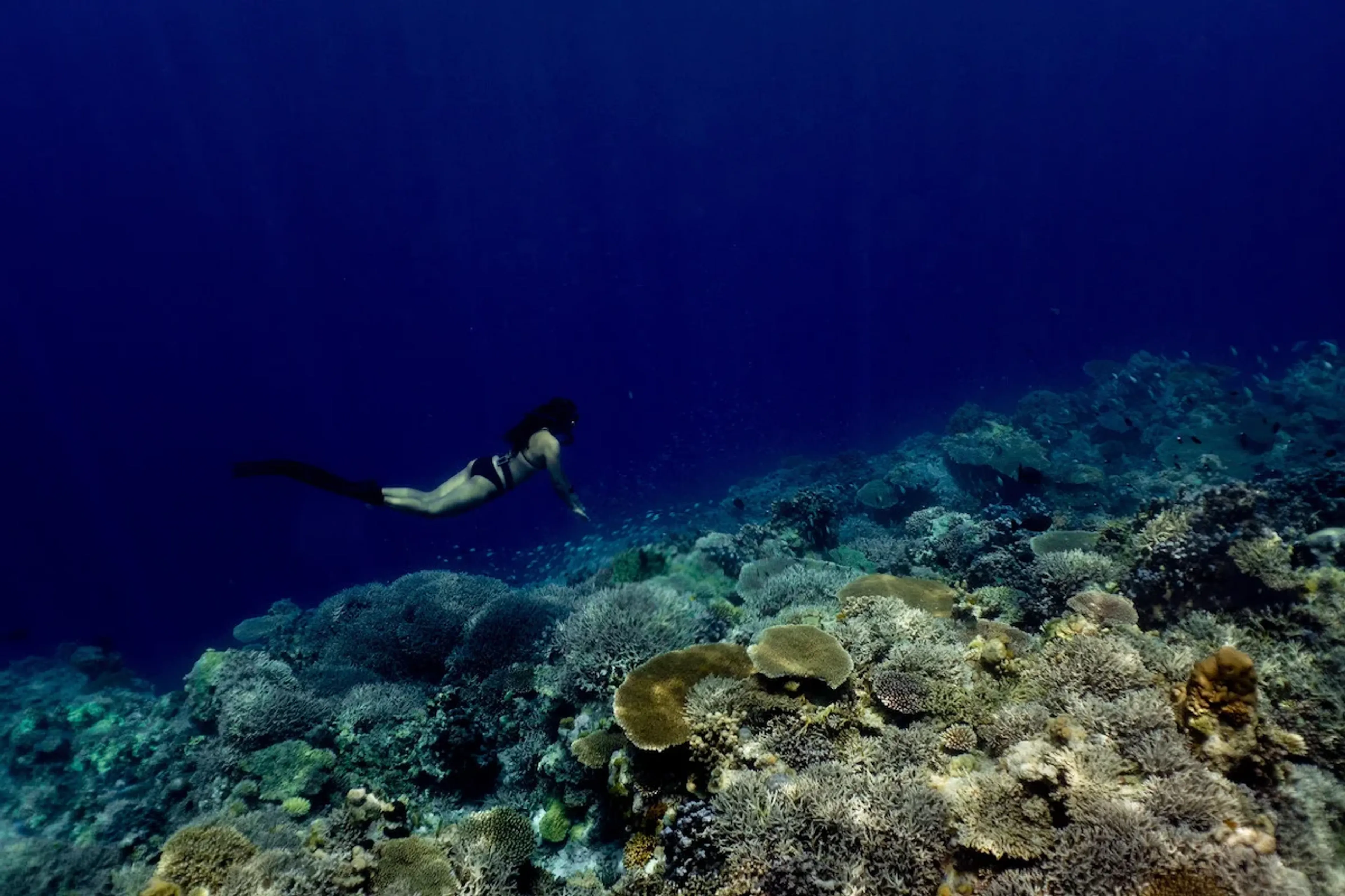 apnéiste à apo reef