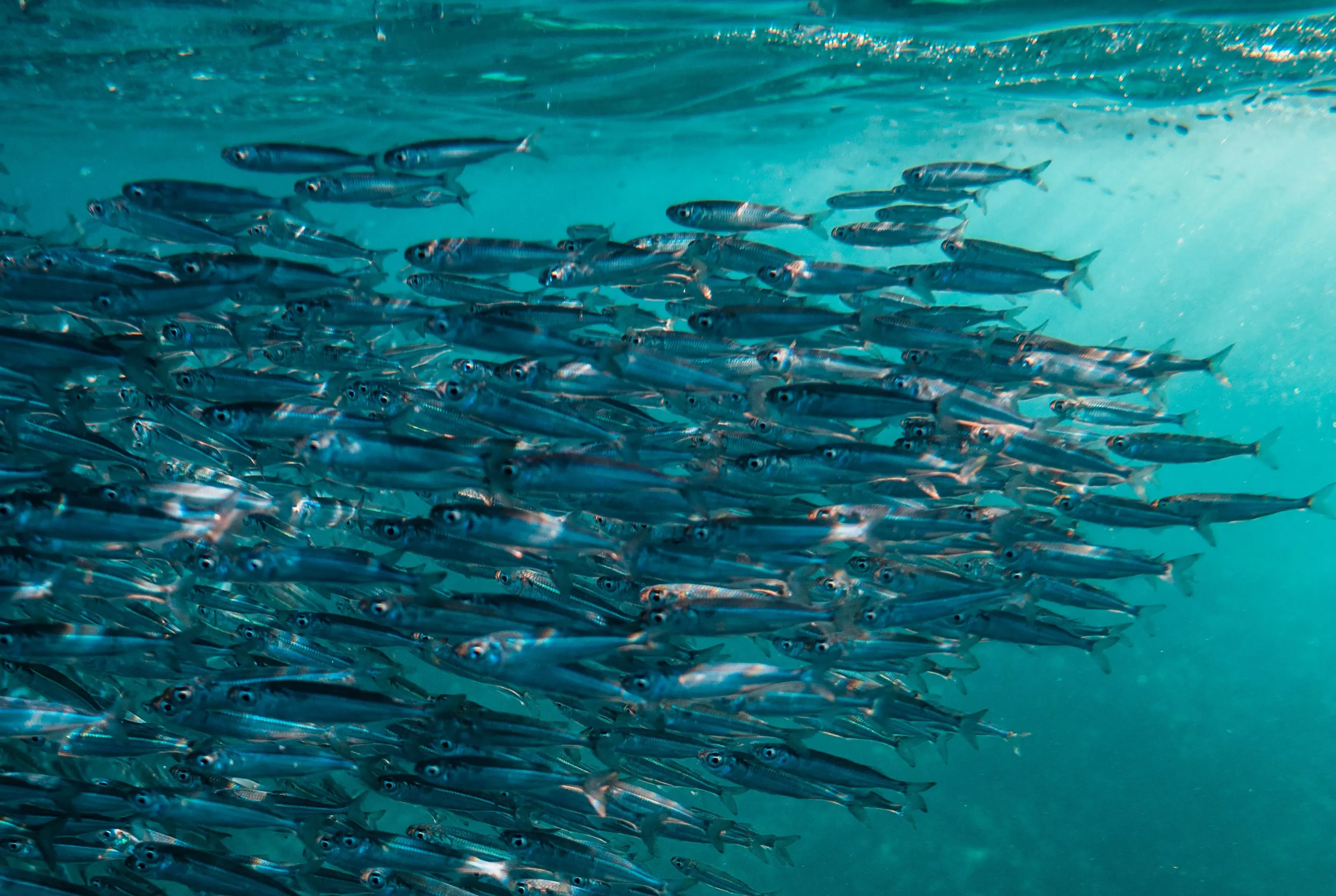 bancs de sardines à moalboal aux philippines