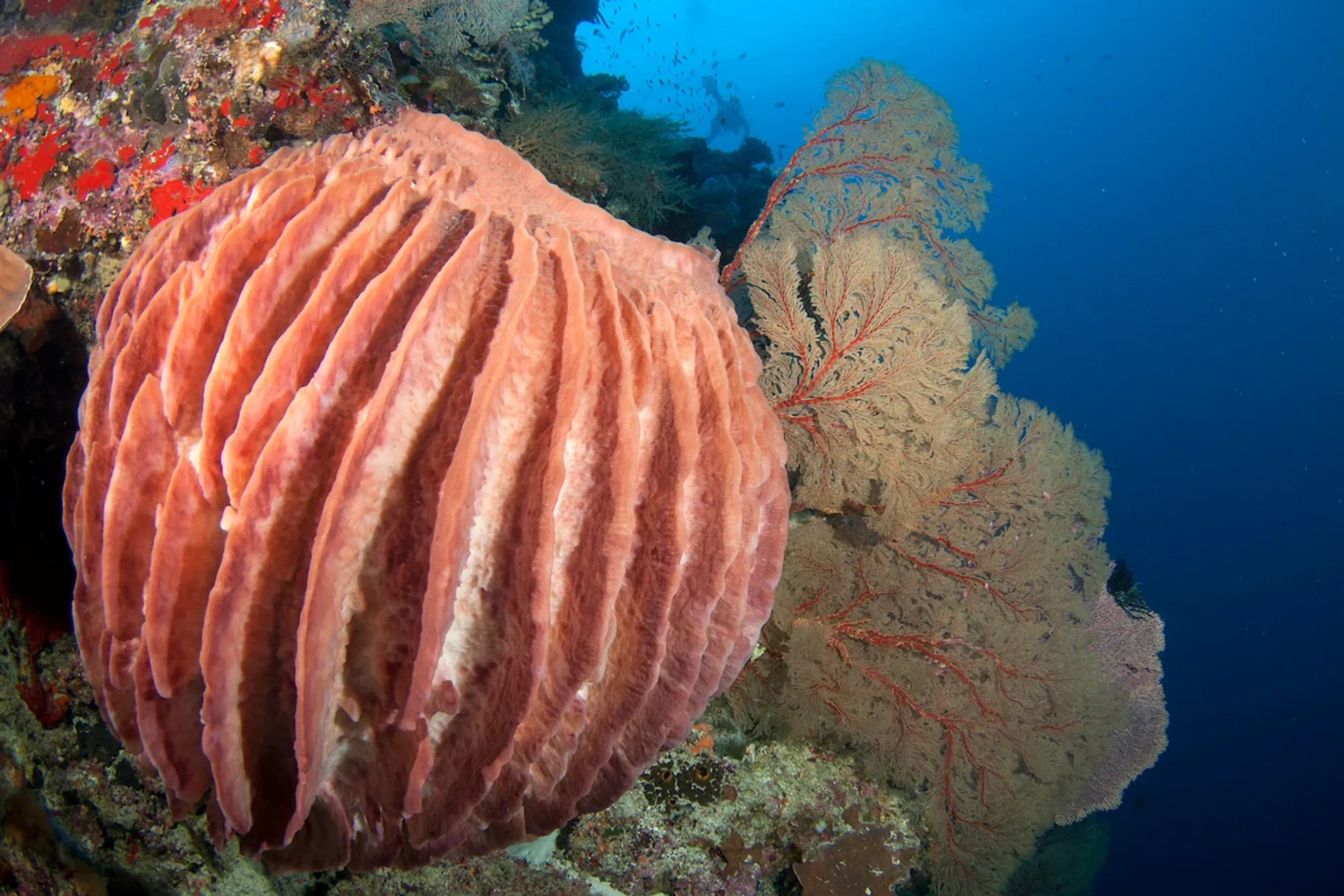 récifs de tubbataha