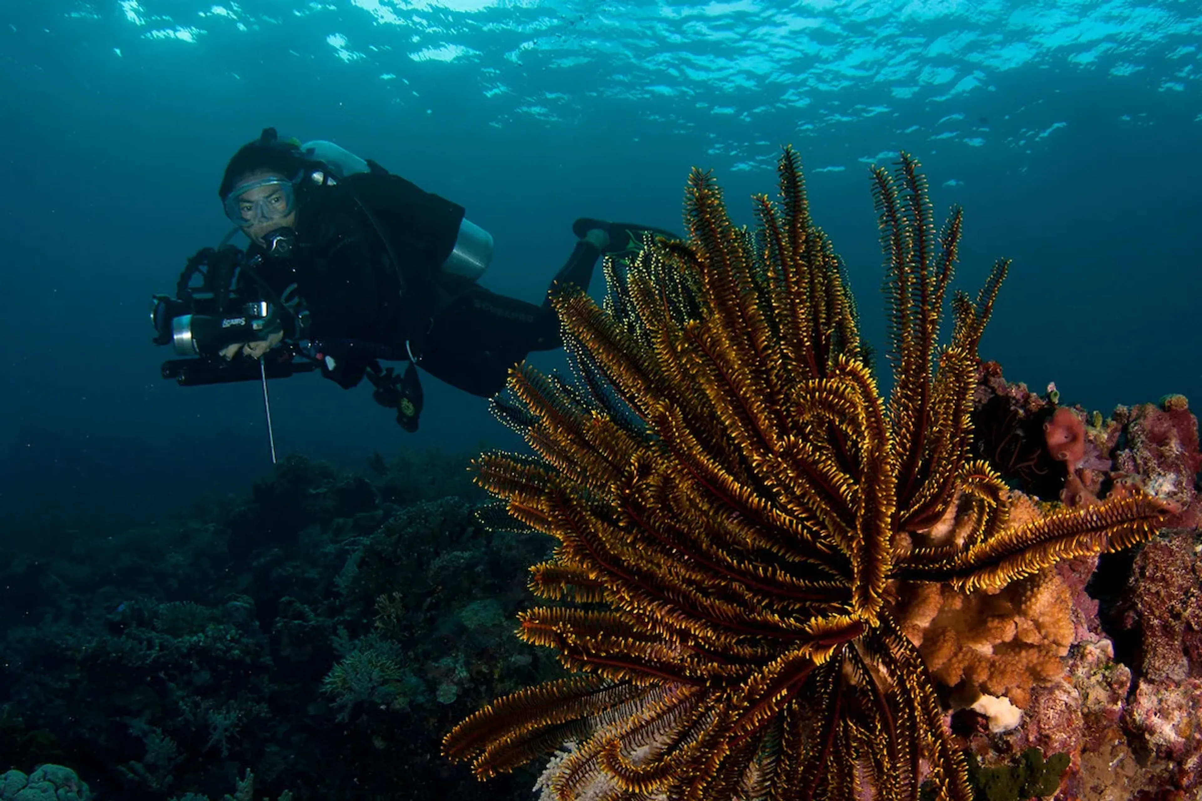 plongeur dans le parc naturel des récifs de tubbataha