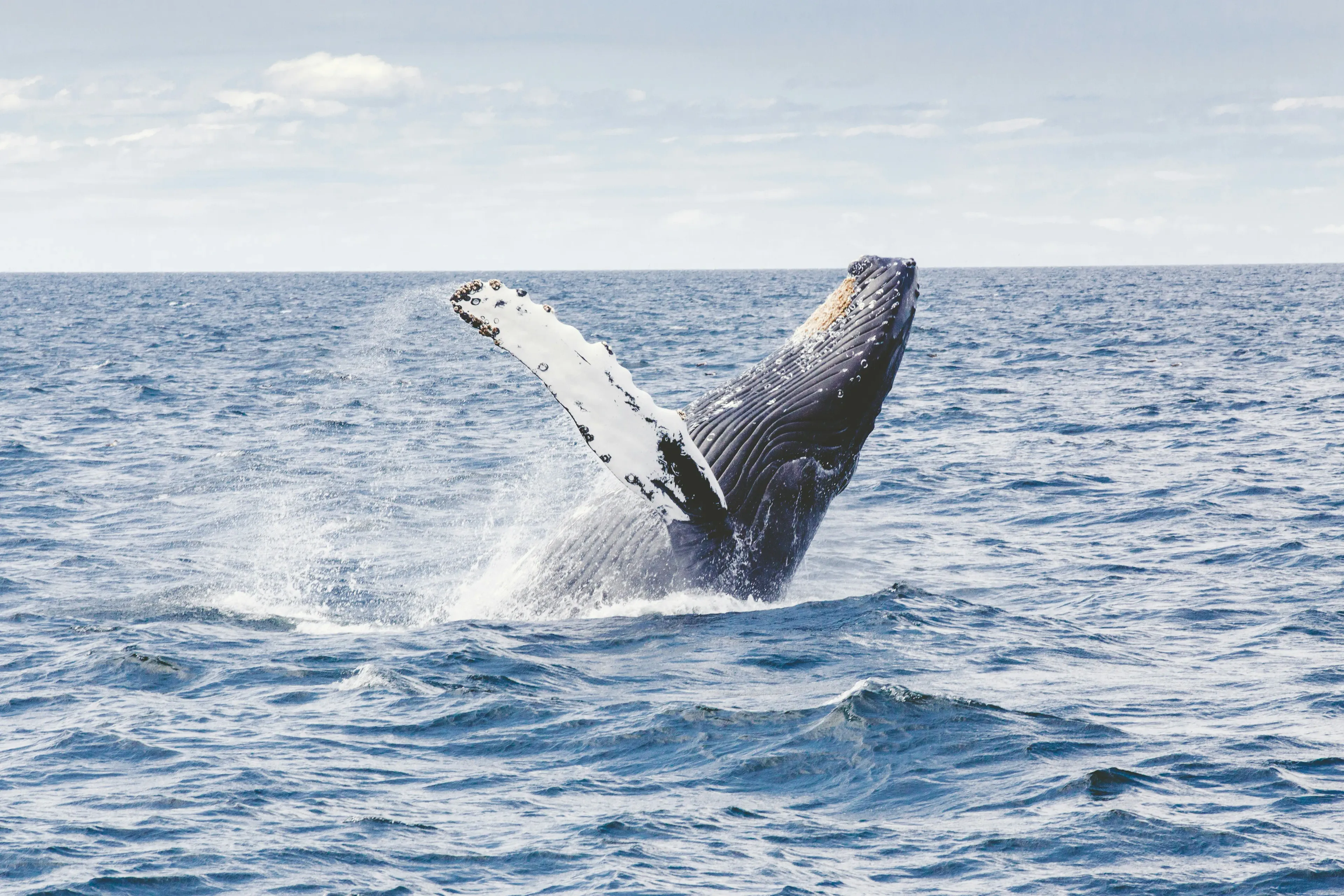 saut de baleine à bosse
