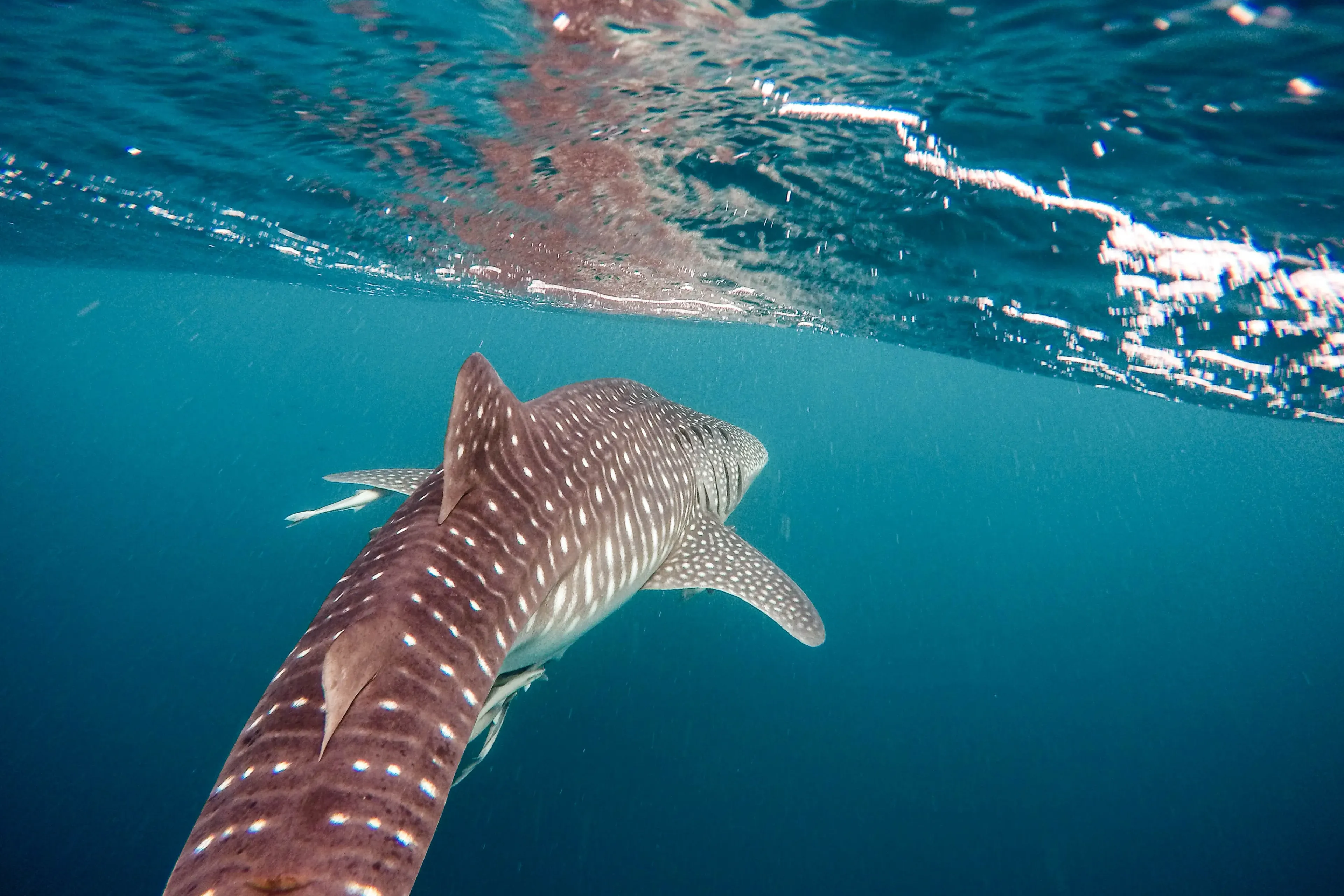 whale shark in richelieu rock