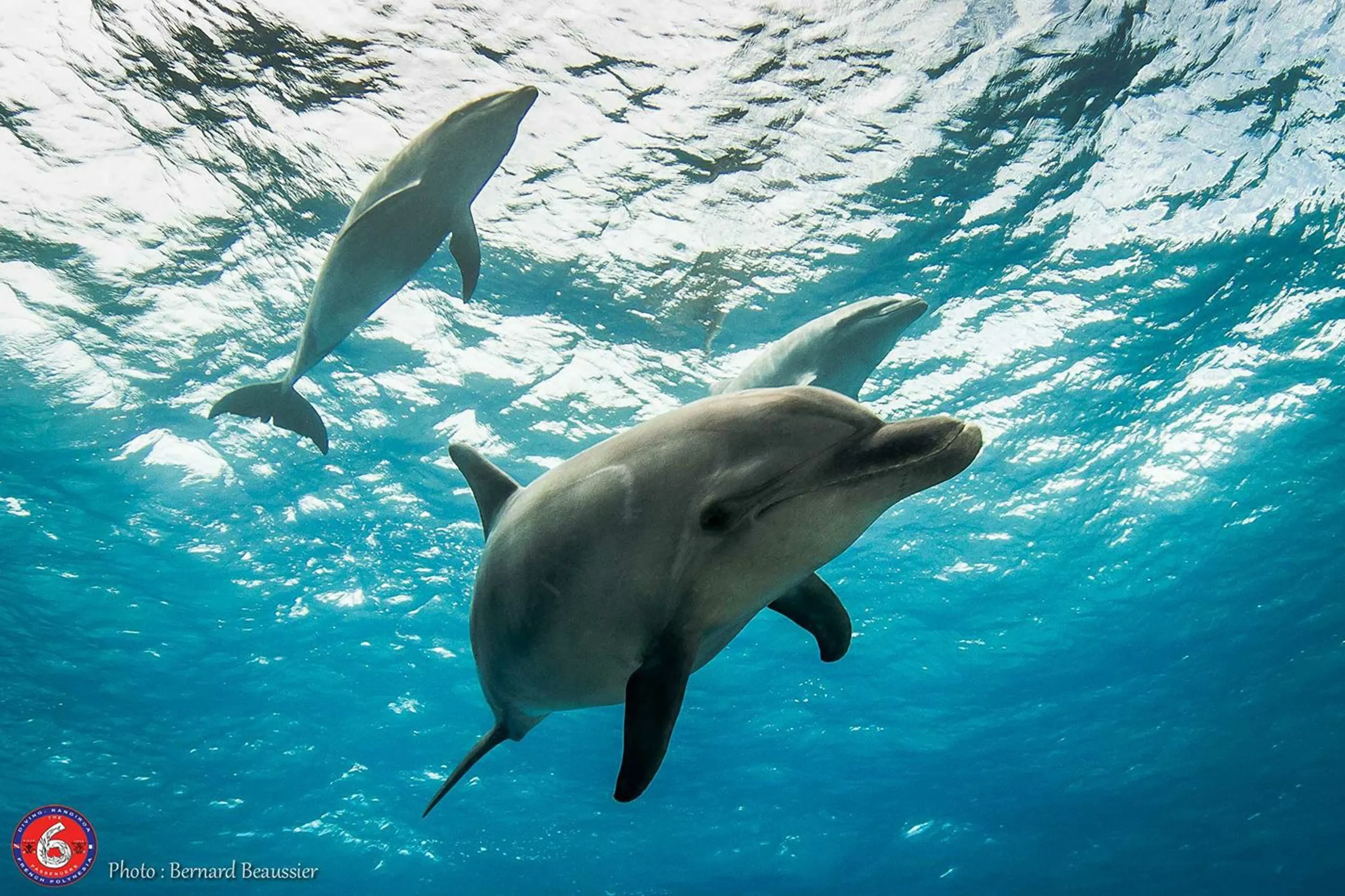 01_6-passengers_rangiroa_dolphin.webp