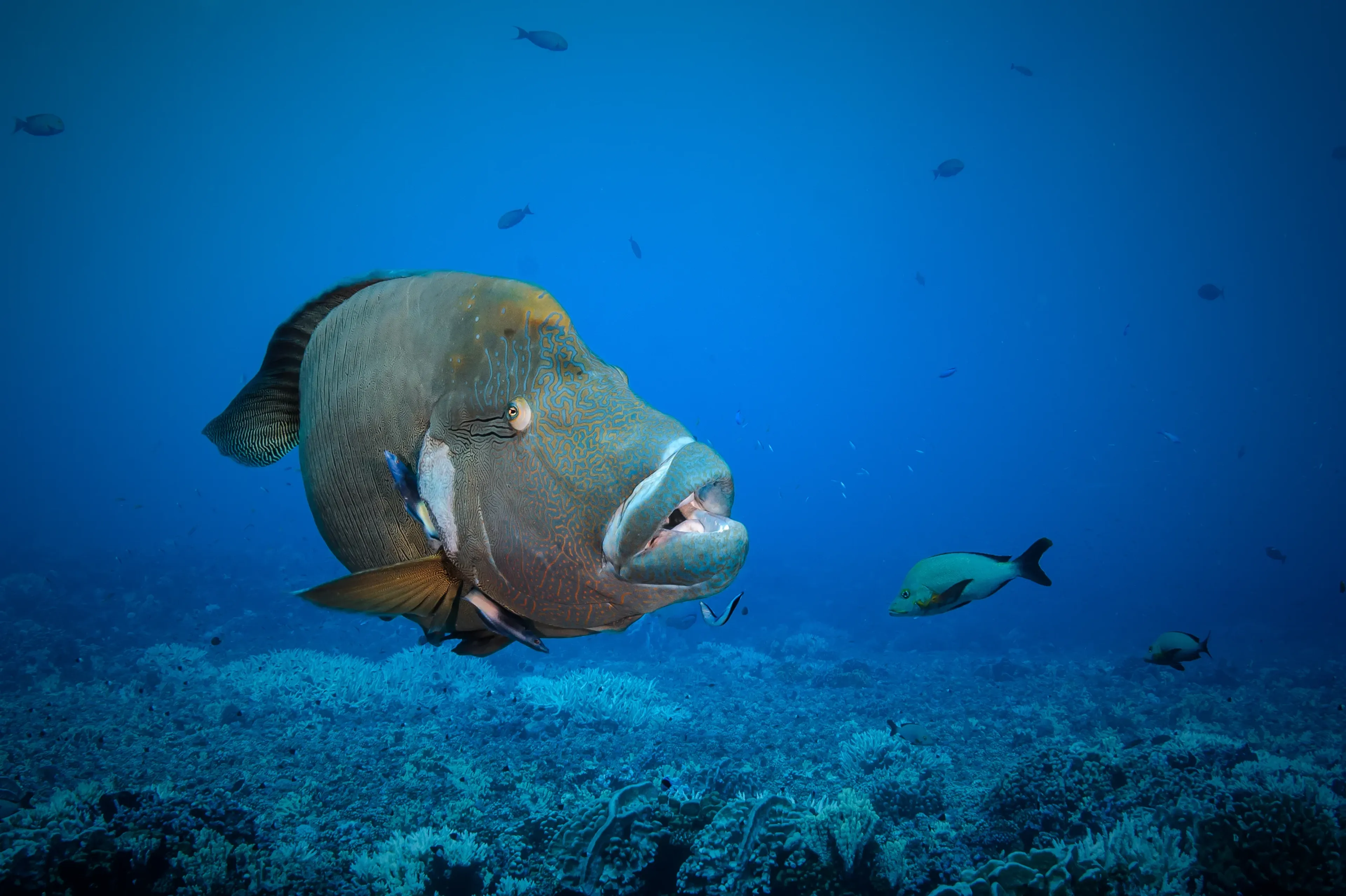 12_6-passengers_rangiroa_fred2381.webp