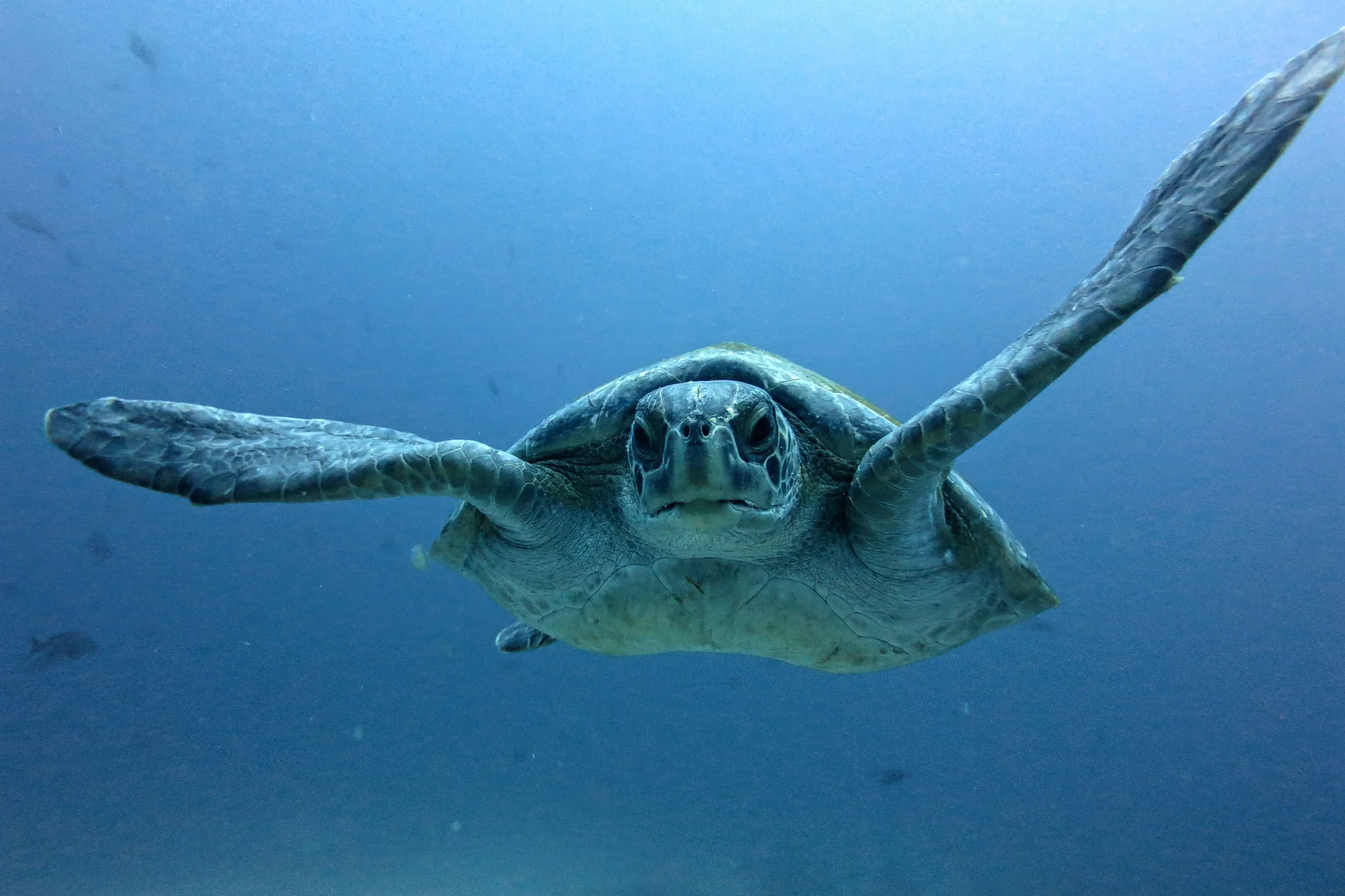 01_academy-bay-diving_galapagos_turtle1.webp