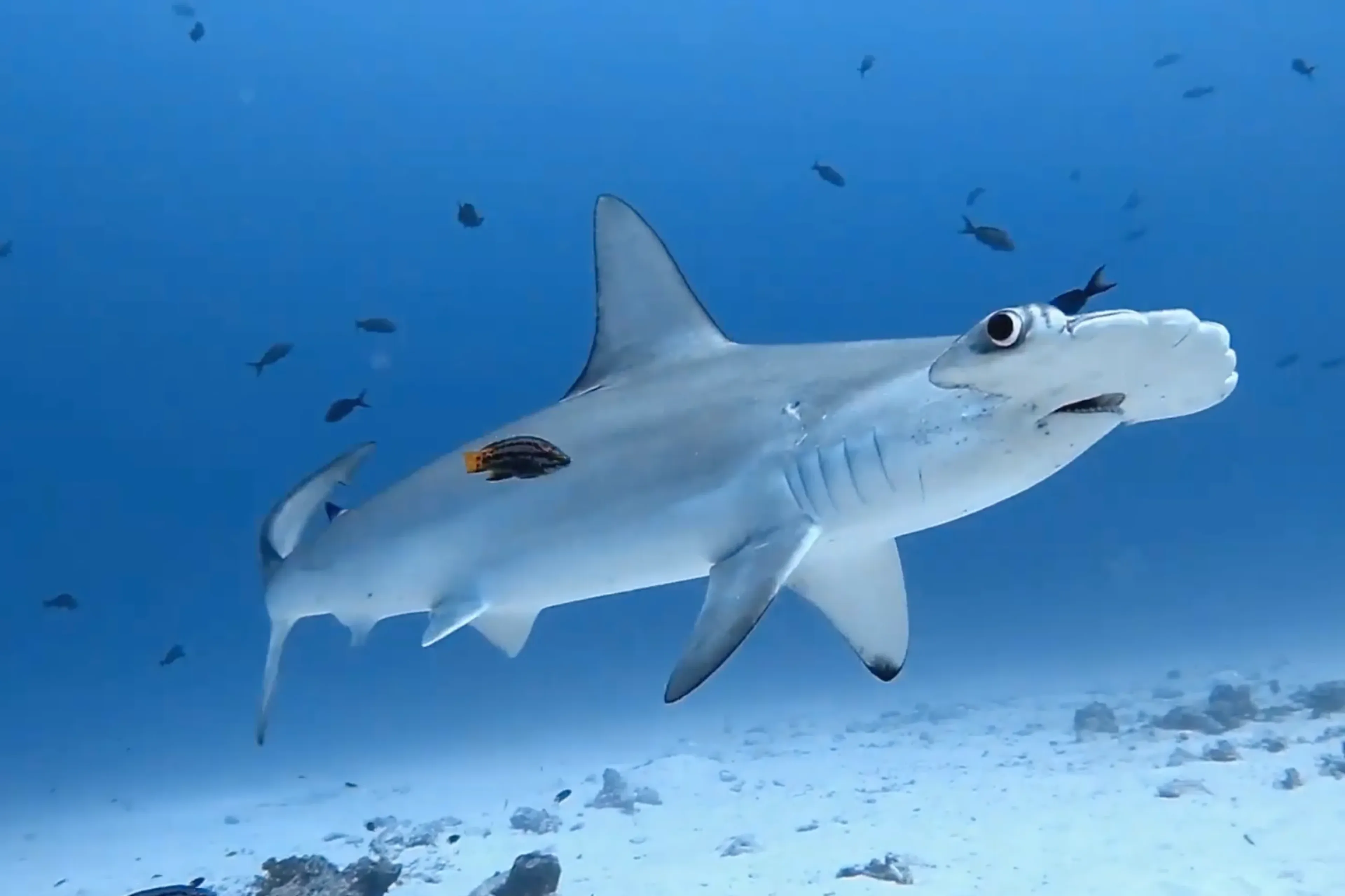 00_aggressor-2-okeanos_cocos-island_members_hammerhead.webp