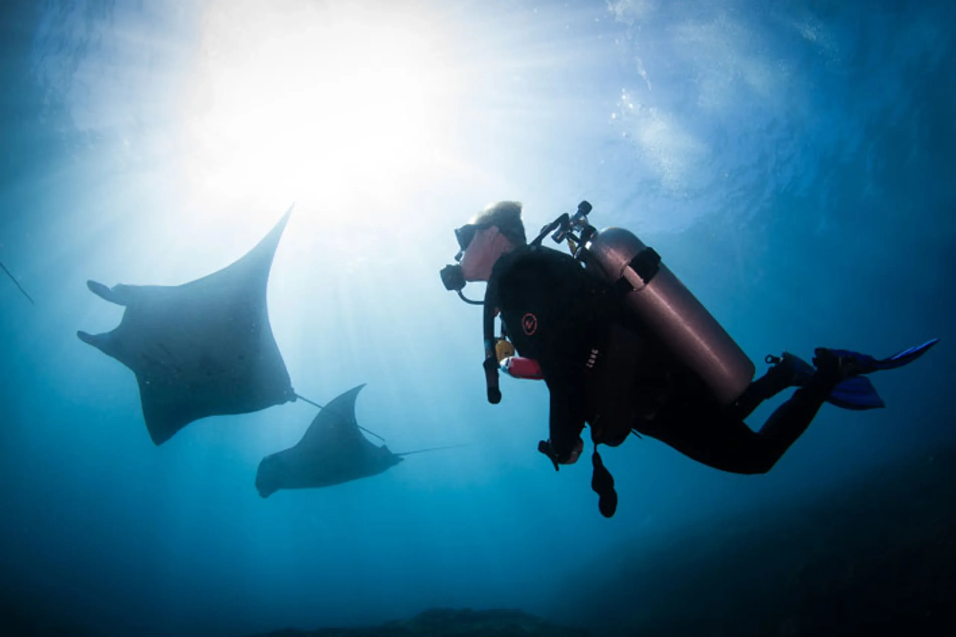 01_all_4_diving_bali-safari_dive_with_manta_rays.webp