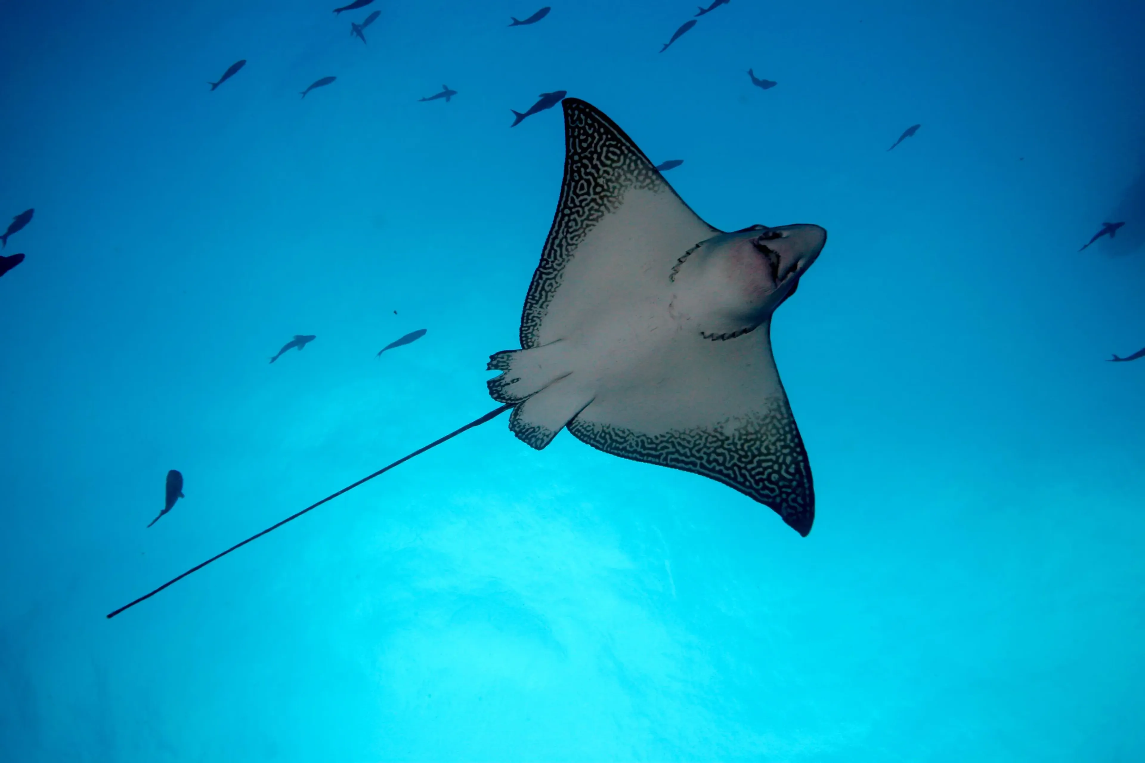 01_atlantis_azores_visayas.webp
