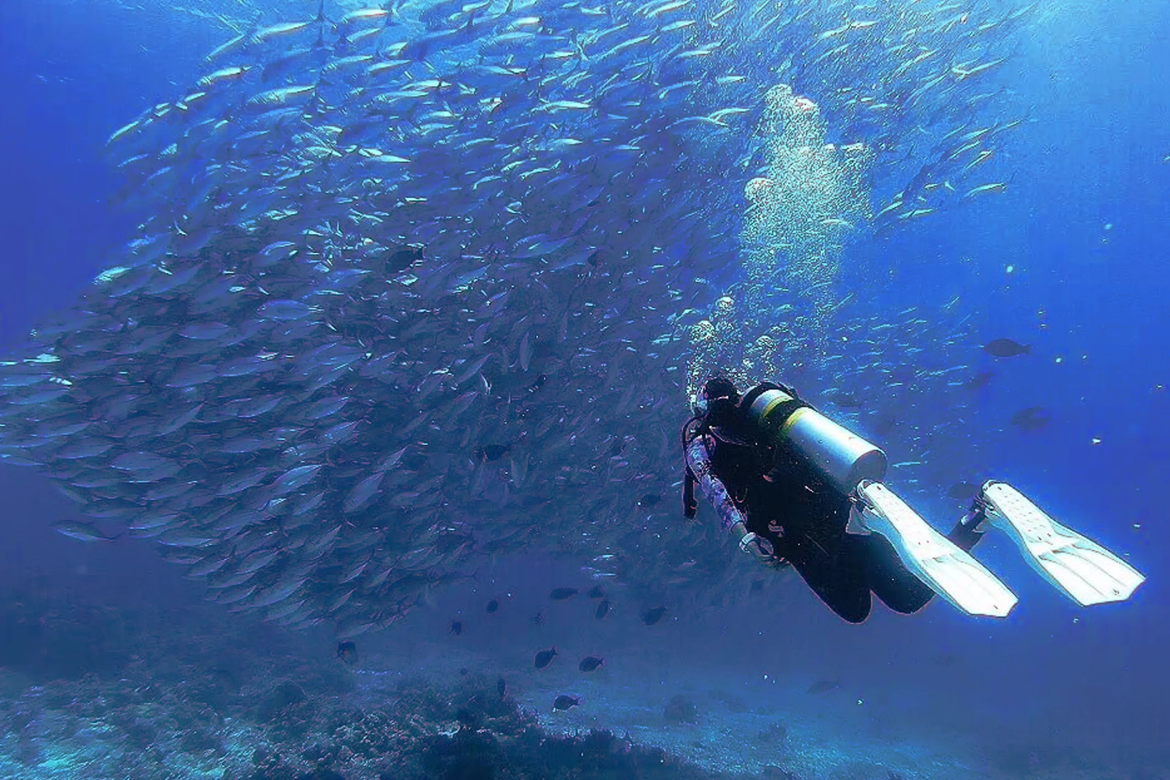 Une croisière plongée à Tubbataha au très bon rapport qualité-prix!