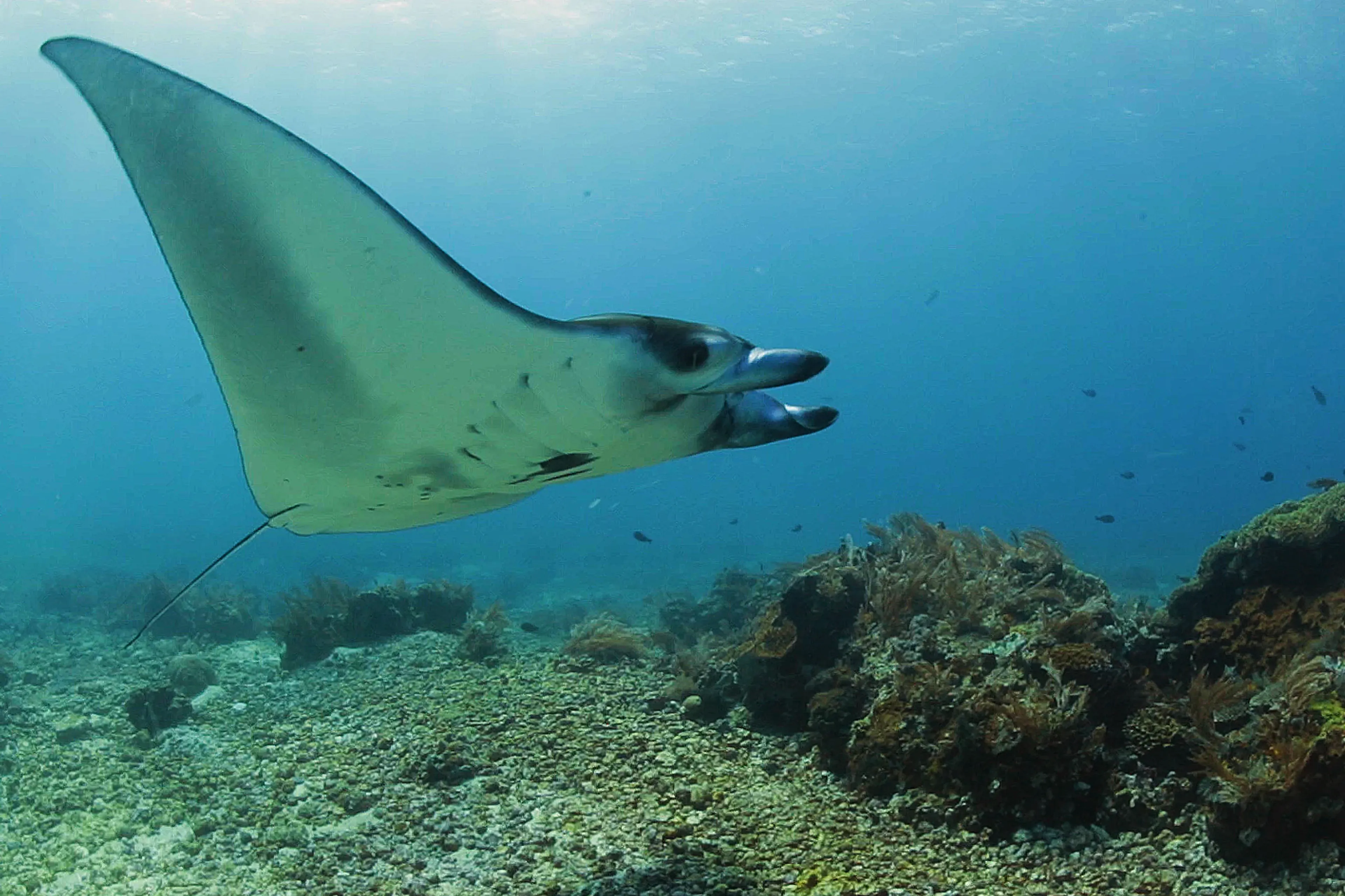 01_Komodo_Resort_Diving_manta1.webp
