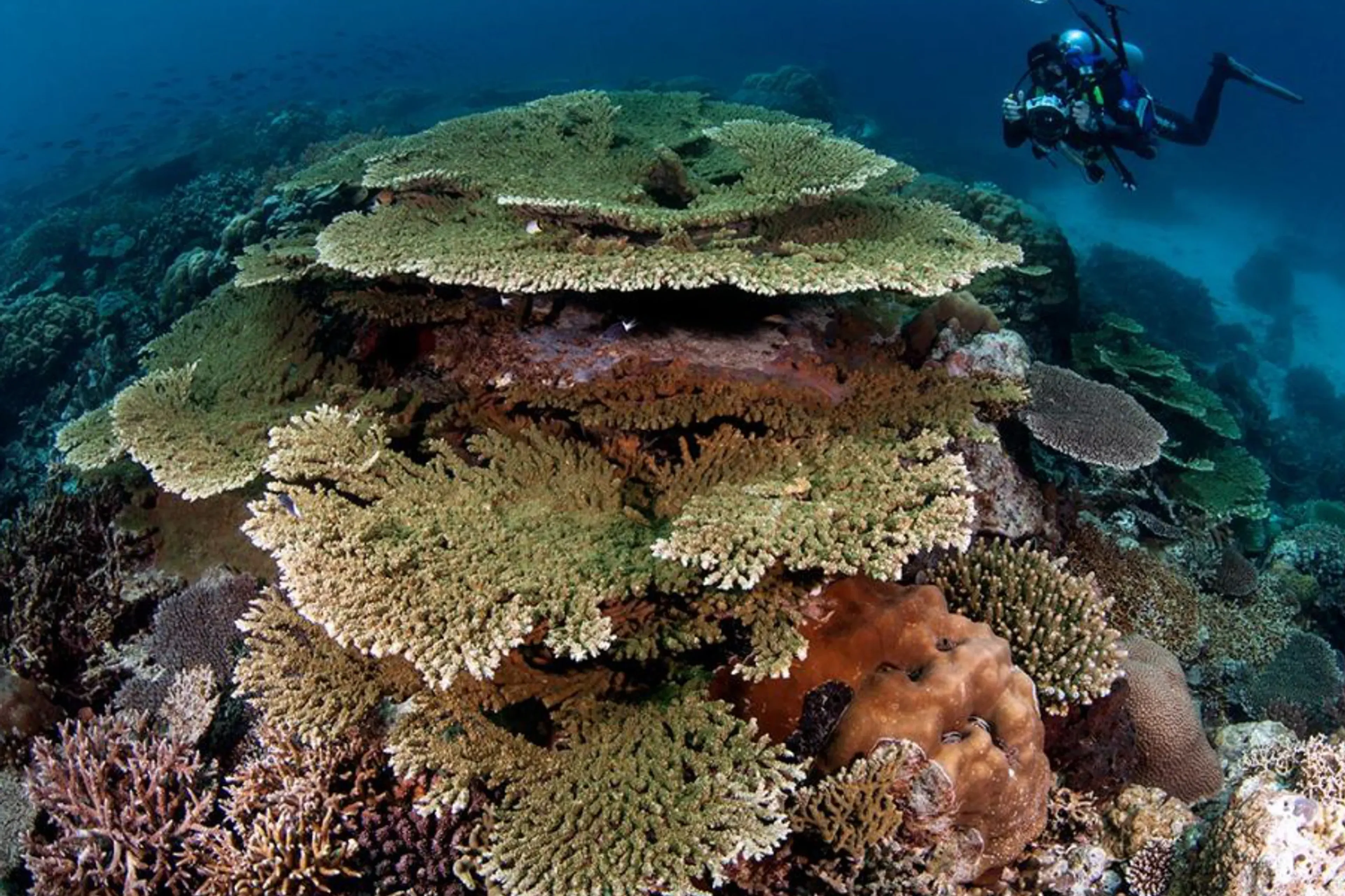 Reefs and Hammerheads, You Got It All in the Banda Sea!