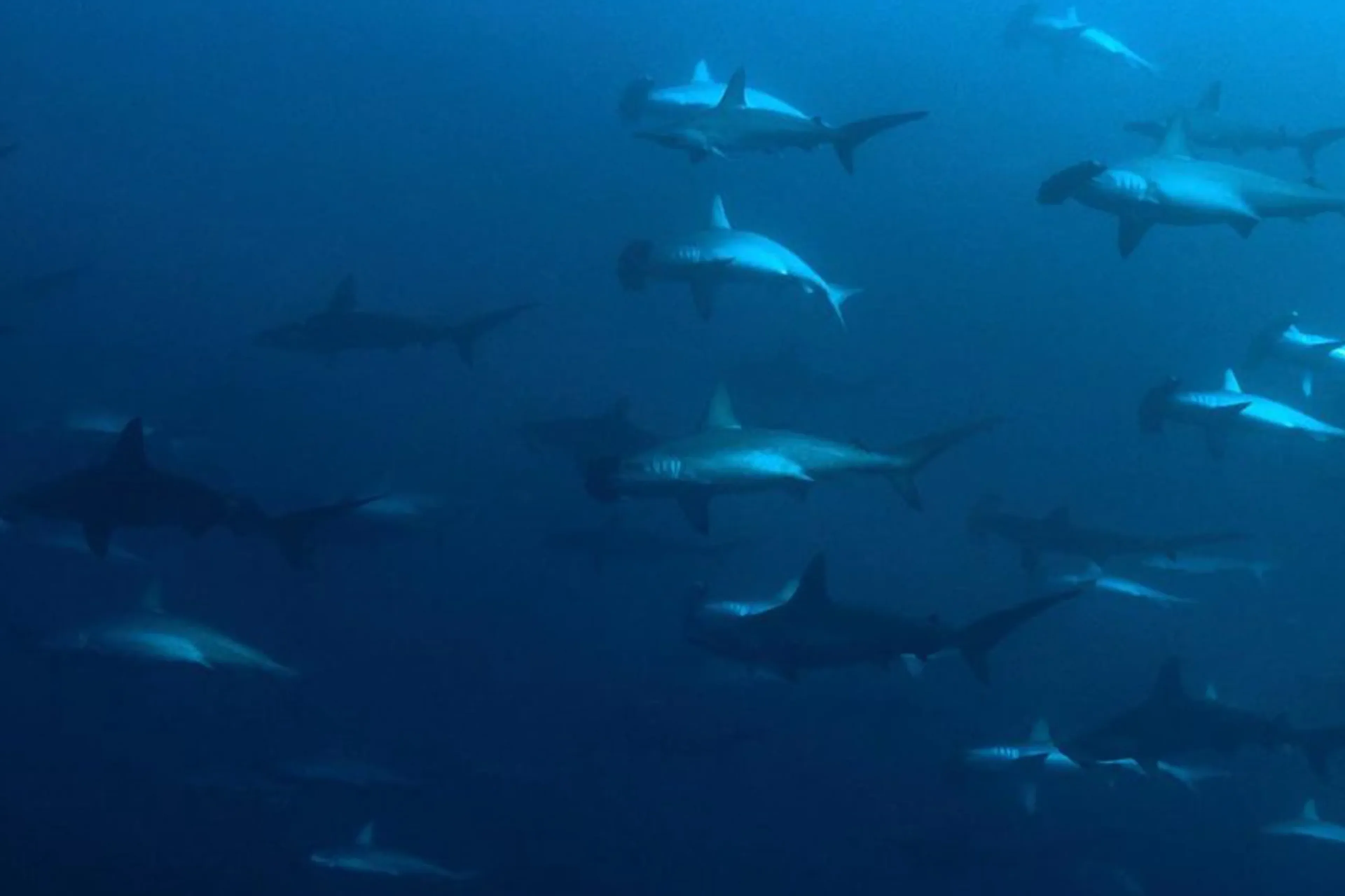 01_mermaid-liveaboards_banda-sea_hammerheads-nil-desperandum.webp