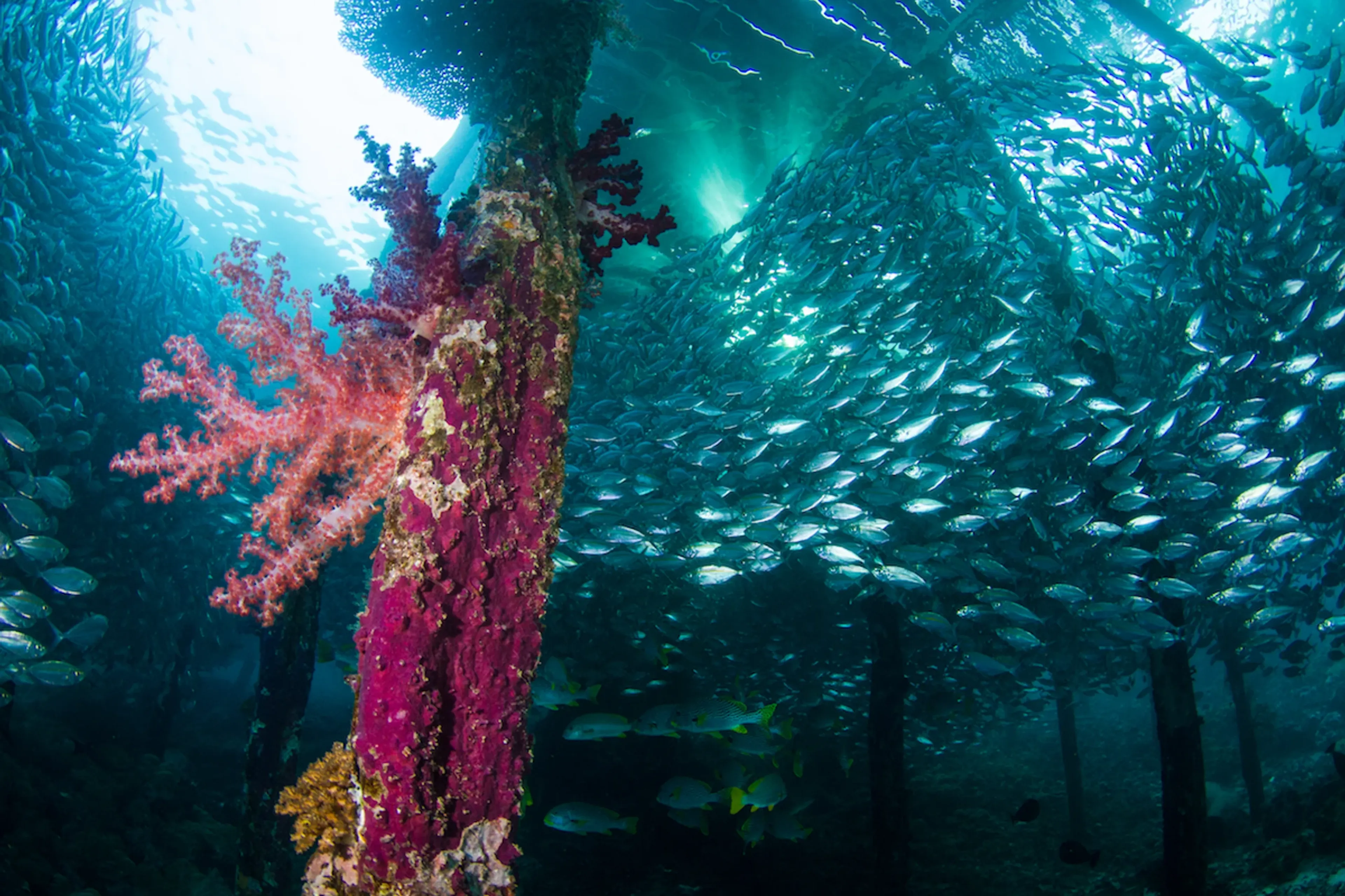 Dive All of Raja Ampat: North & Misool in the South