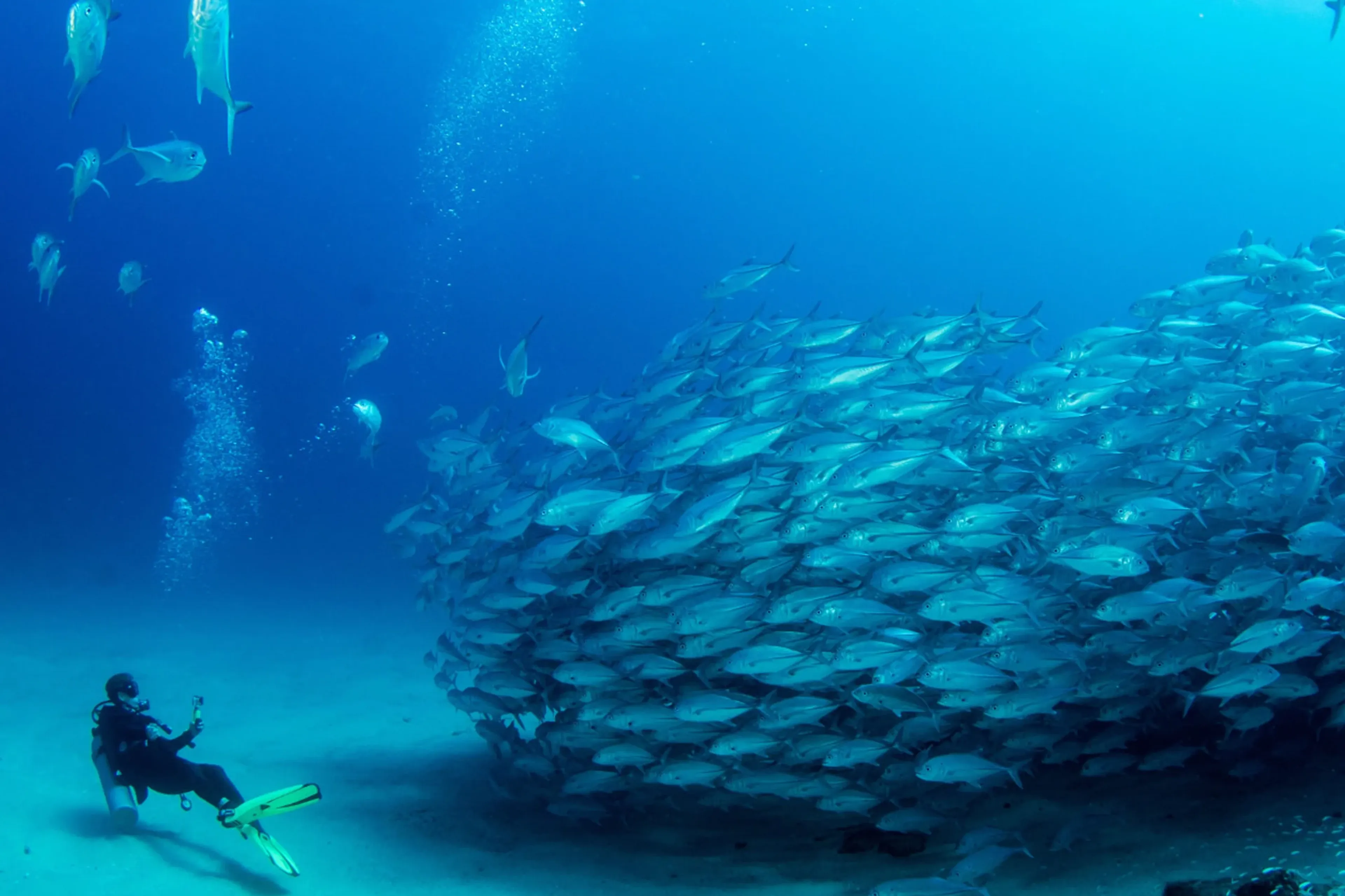 Plongez dans l'incroyable mer de Cortez