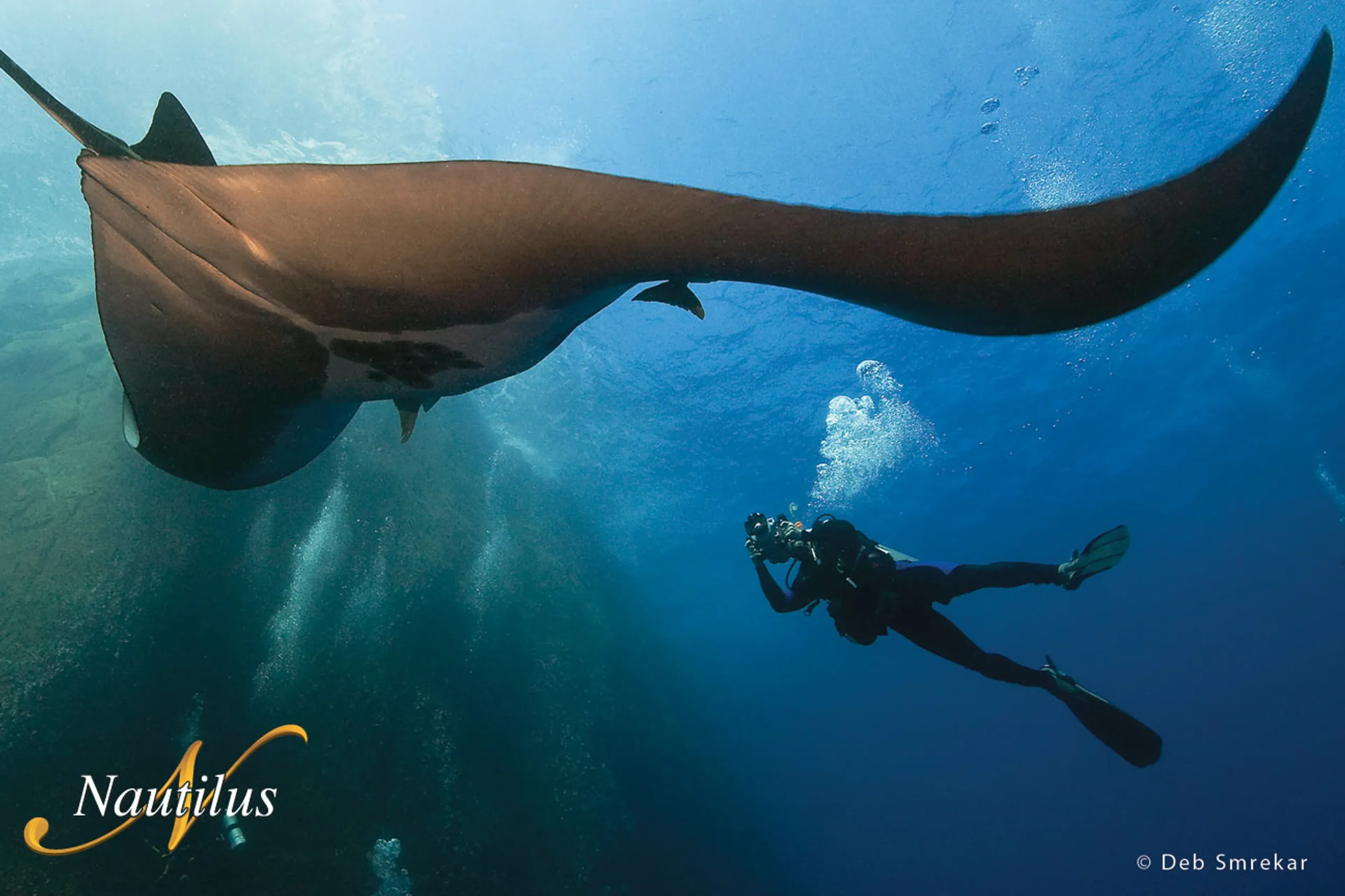 Raies manta océaniques, baleines à bosse et requins marteaux… bienvenue à Socorro!