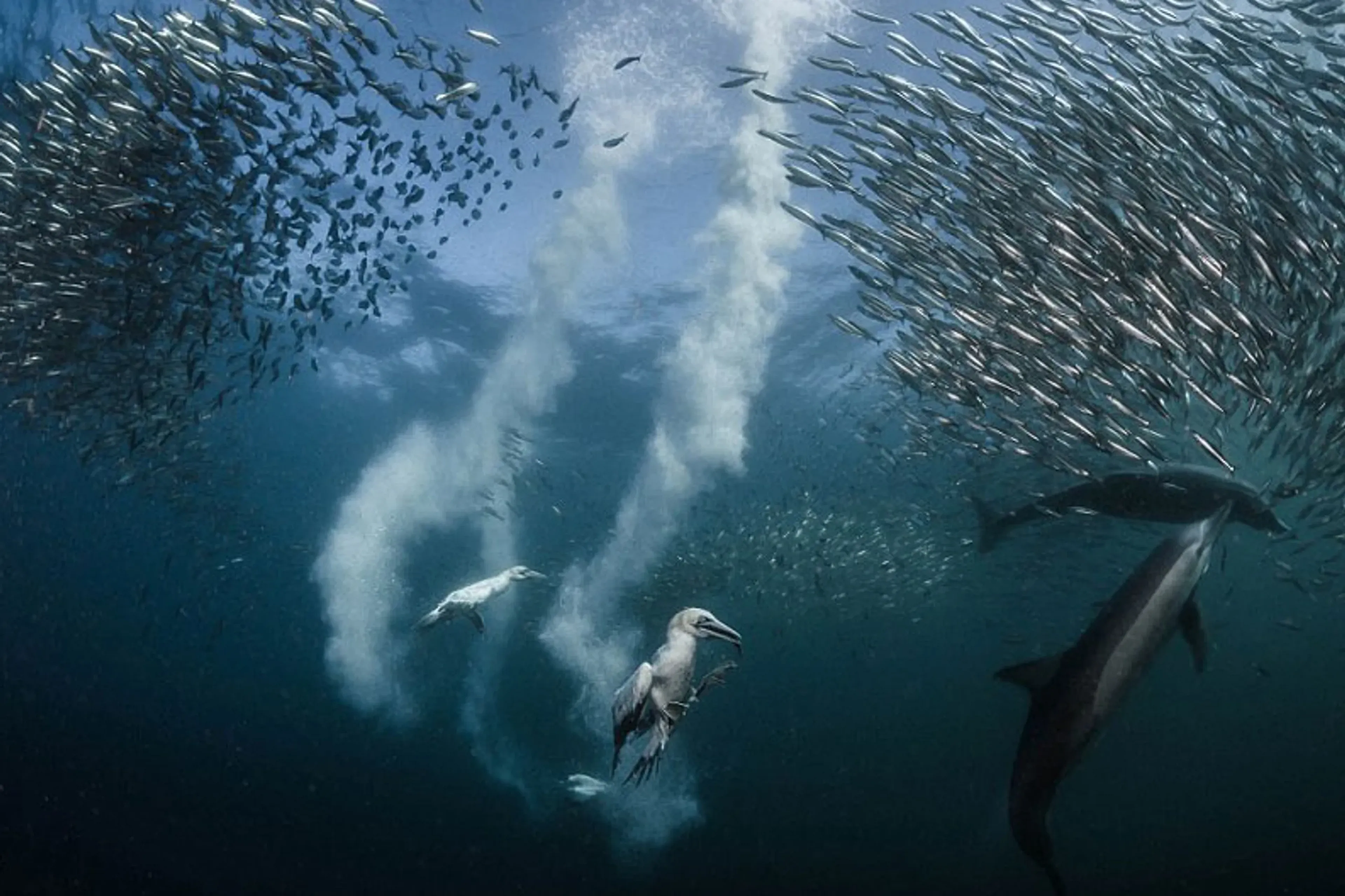 Plongez et vivez l'expérience incroyable du Sardine Run!