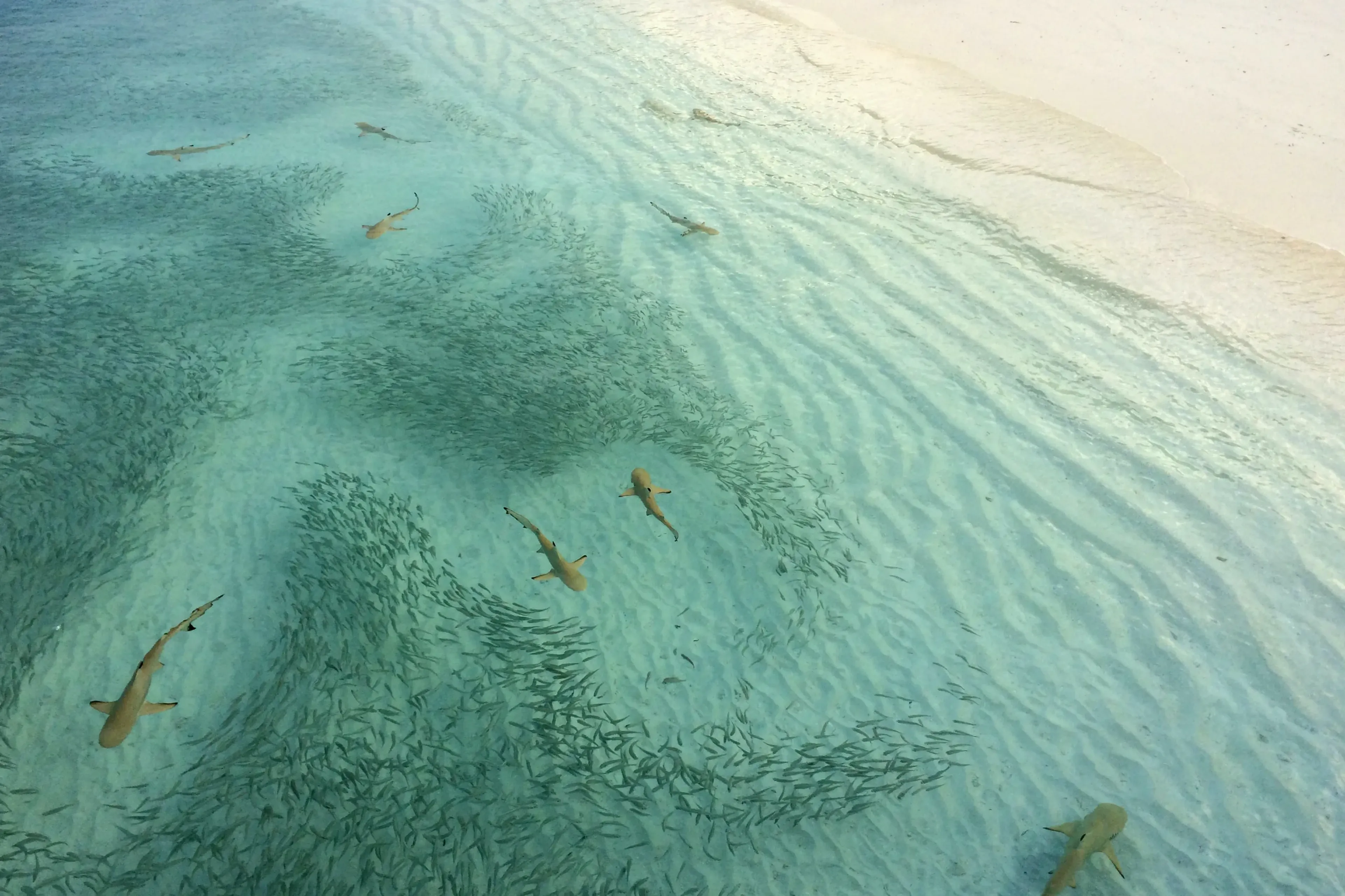Du Nord au Grand Sud, plongez sur les plus beaux sites des Maldives!