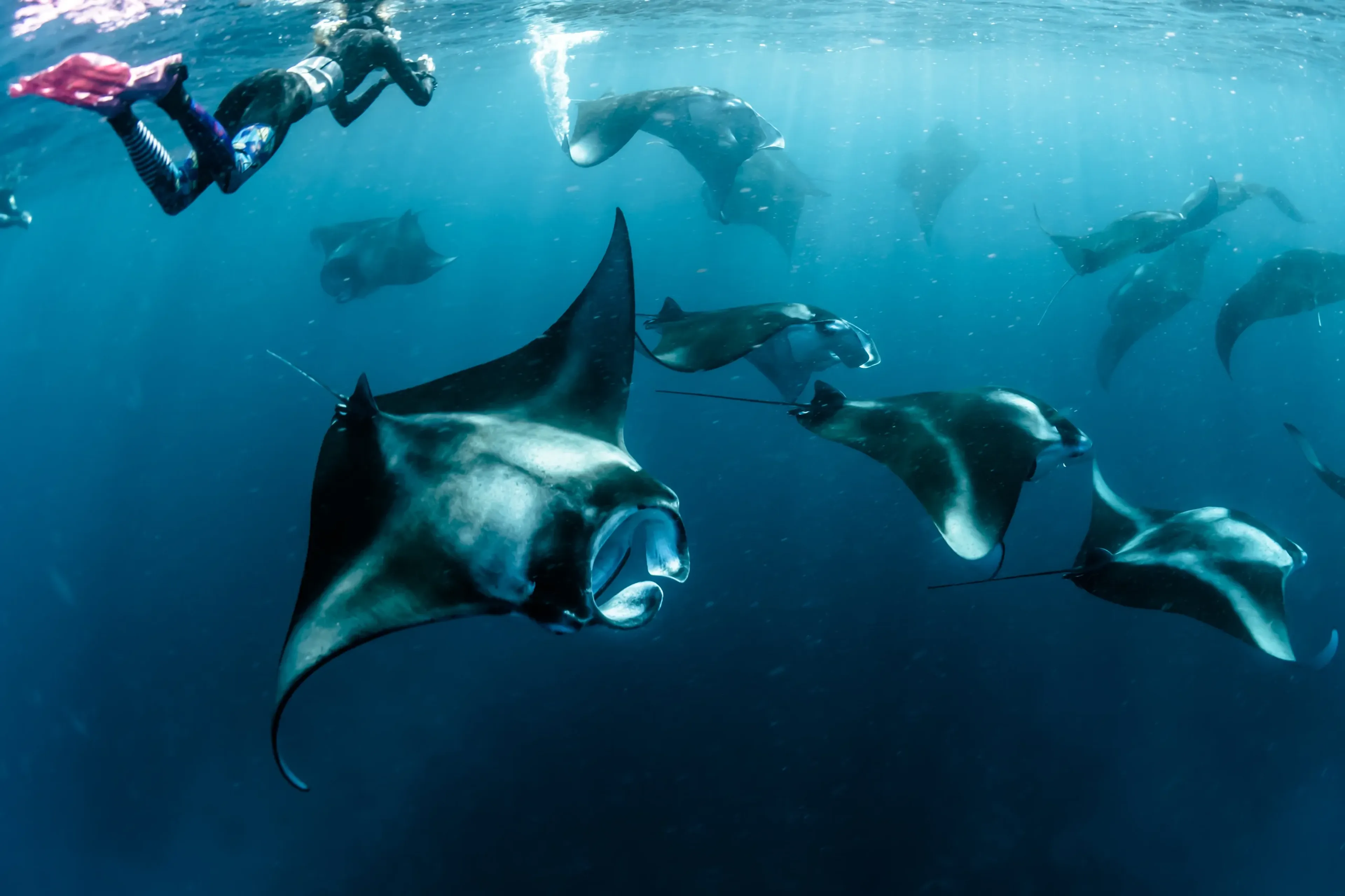 00_seafari_maldives_members_mantas-stations.webp