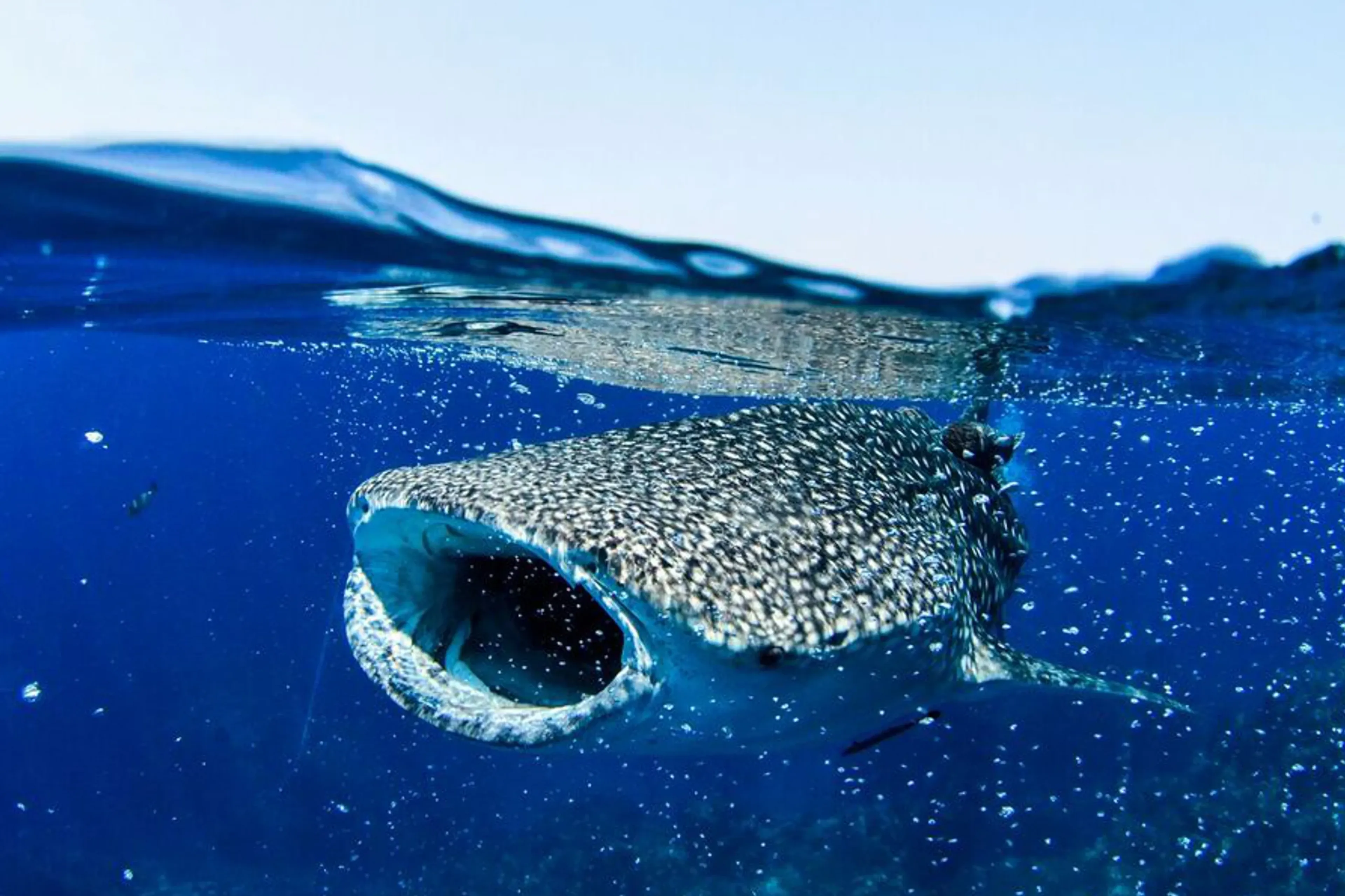 Richelieu Rock, Koh Bon, Koh Tachai... Dive the Best of Thailand