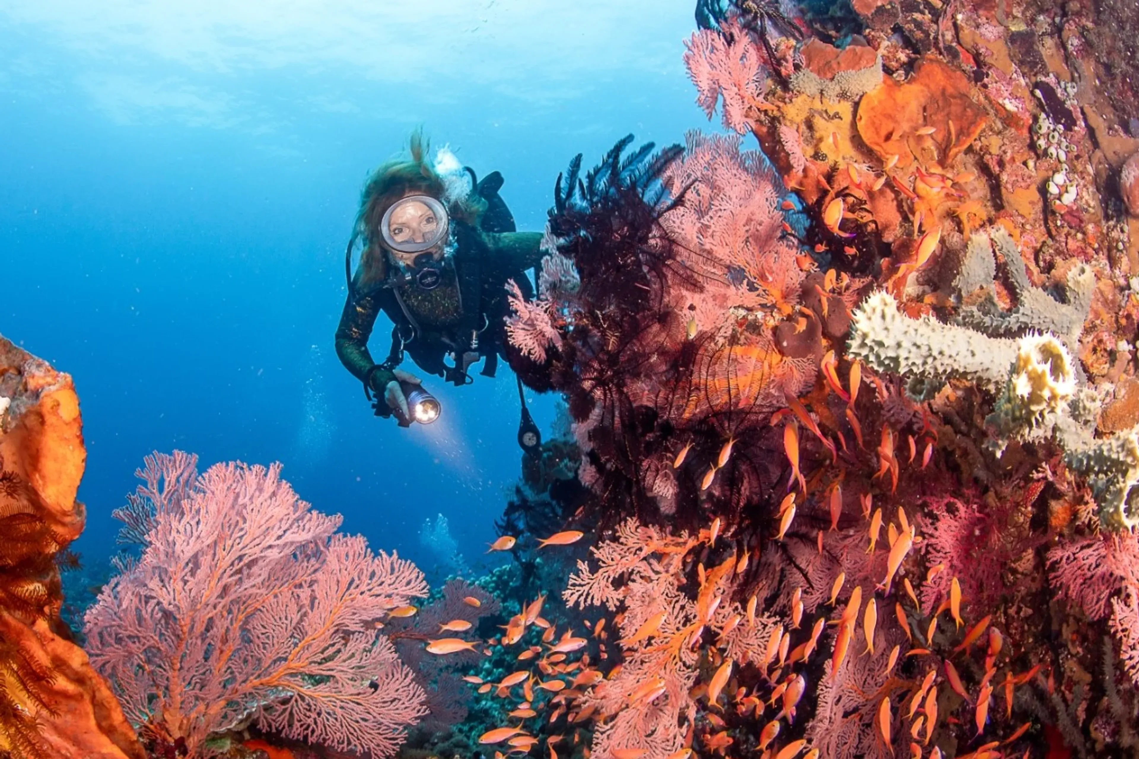 Dive in Halmahera Magnificent Coral Gardens!