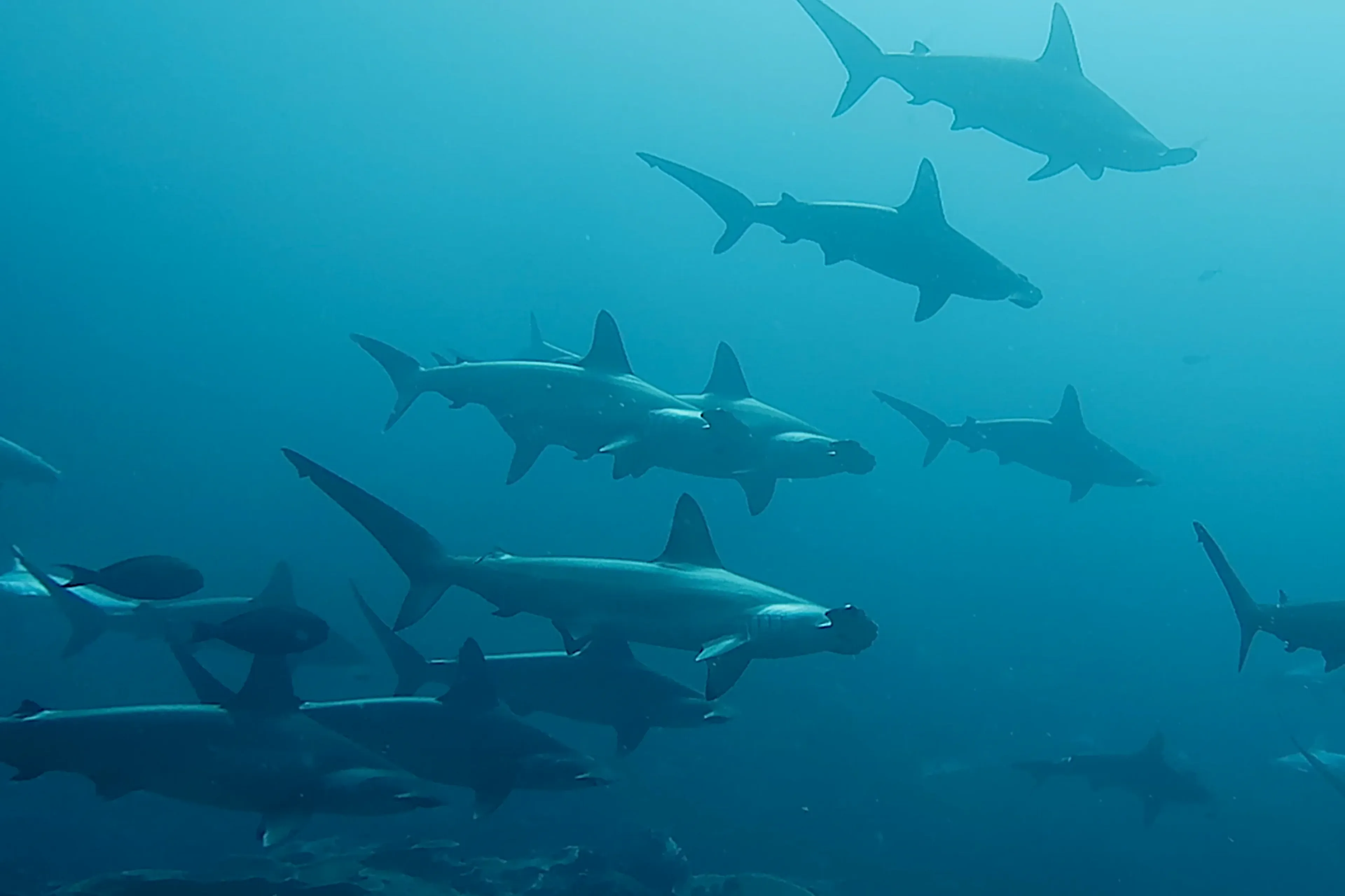 Dive in the Banda Sea Biodiversity and Its Forgotten Islands!
